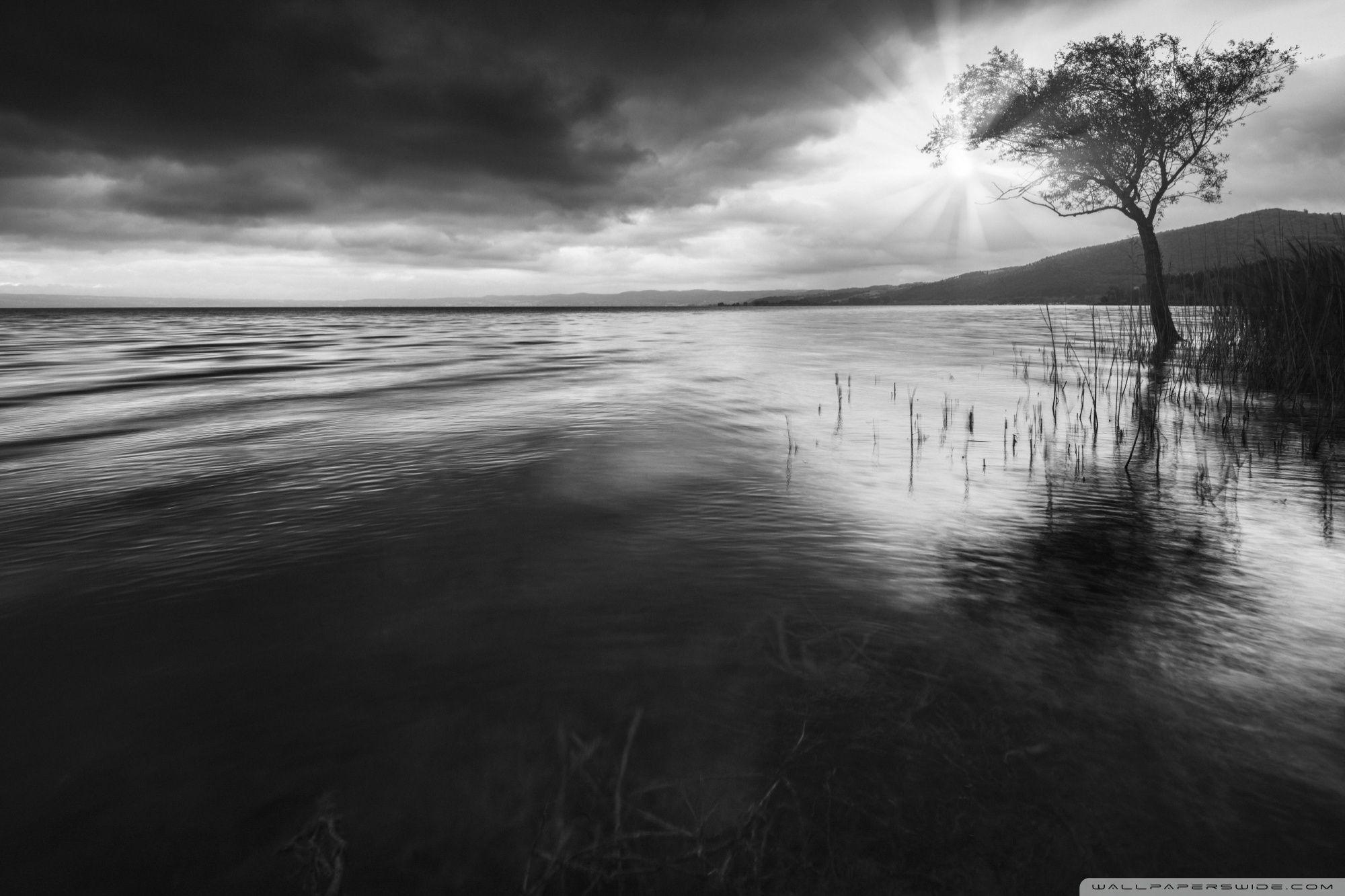 2000x1333 Tree In Water Black and White Ultra HD Desktop Background