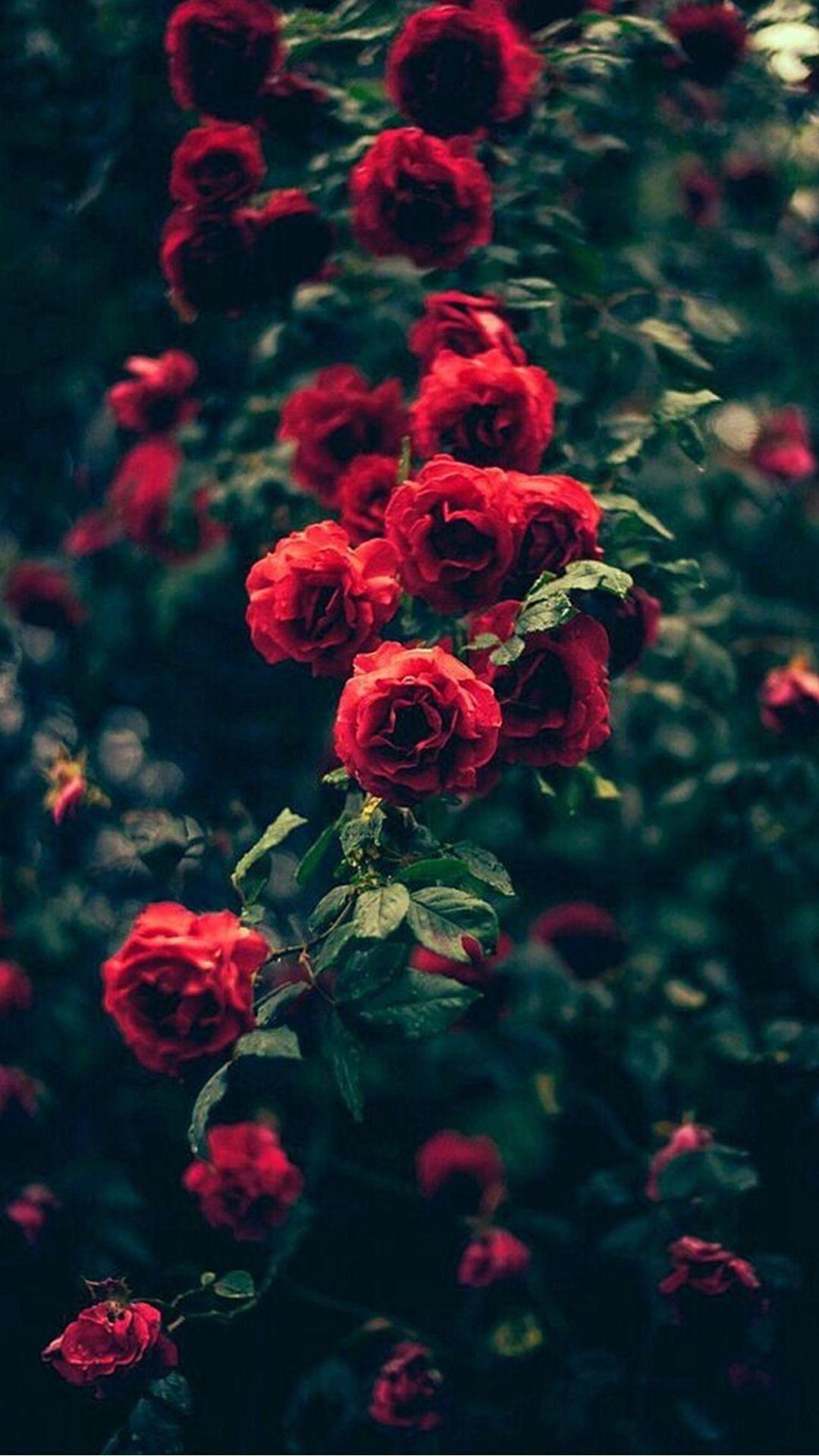 1080x1920 Wallpaper Picture Of Red Roses