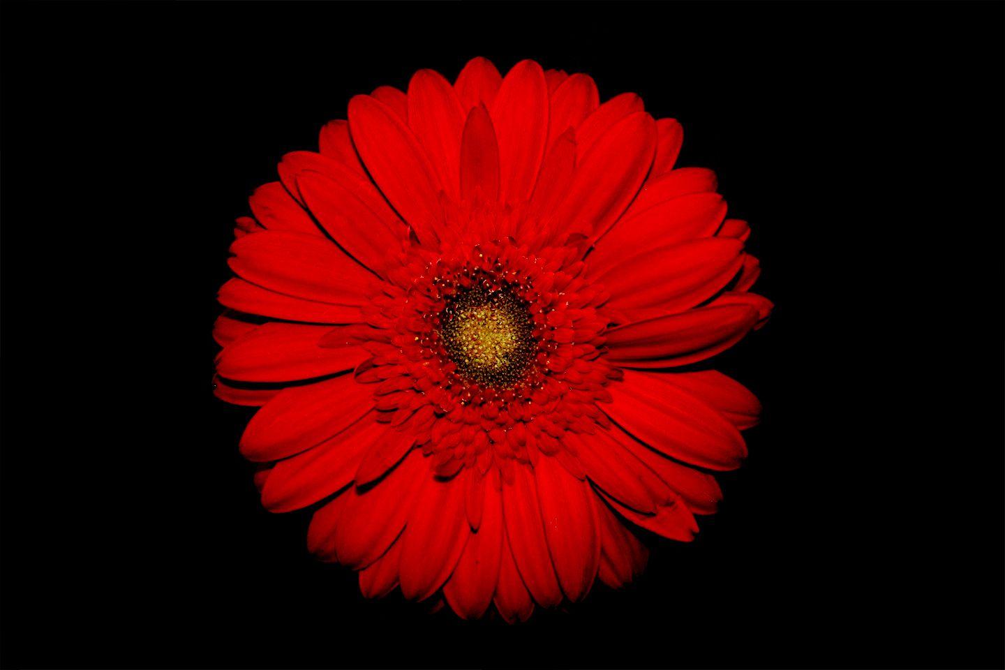 Black and Red Flower Wallpapers Top Free Black and Red Flower