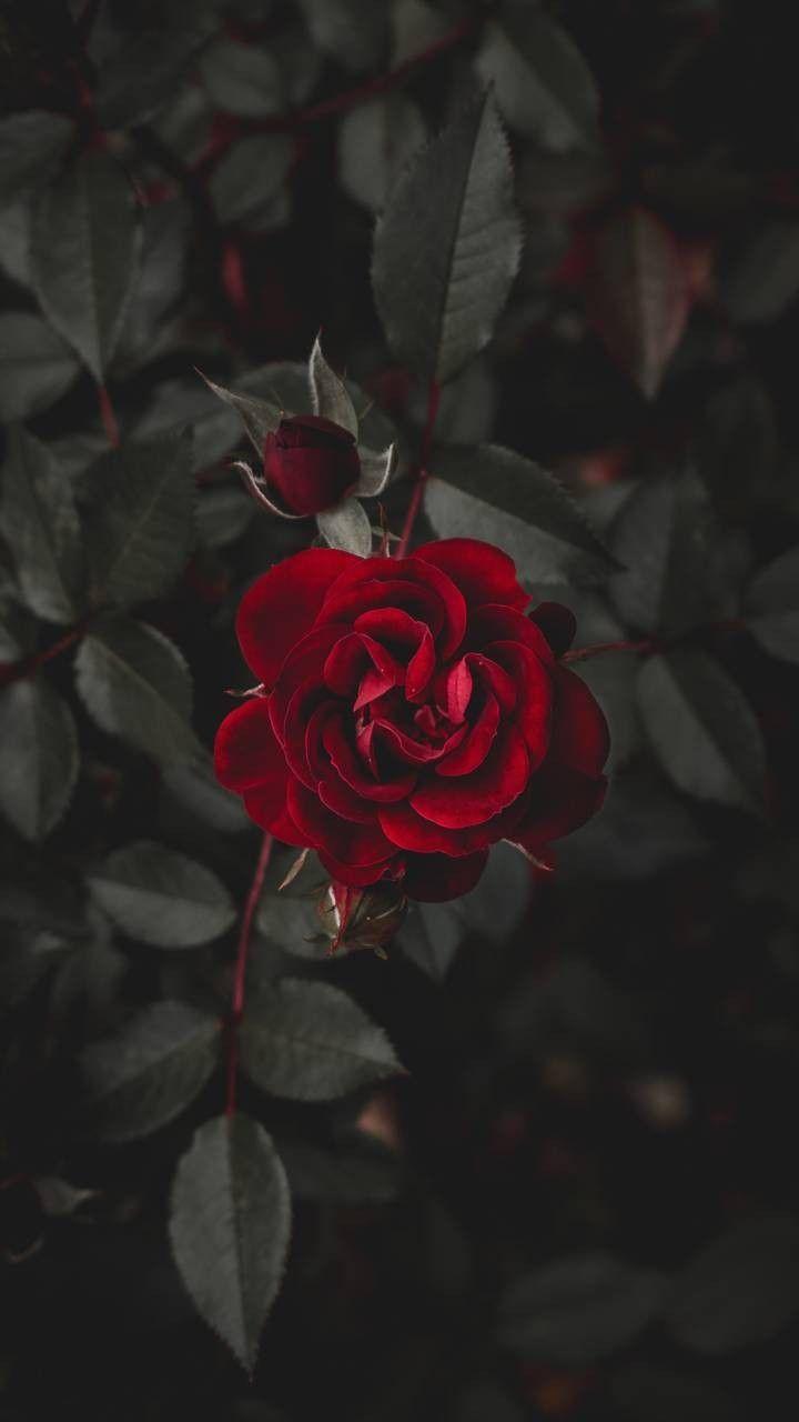 720x1280 dark, red rose, iPhone Wallpaper. Pemandangan abstrak, Fotografi alam, Latar belakang