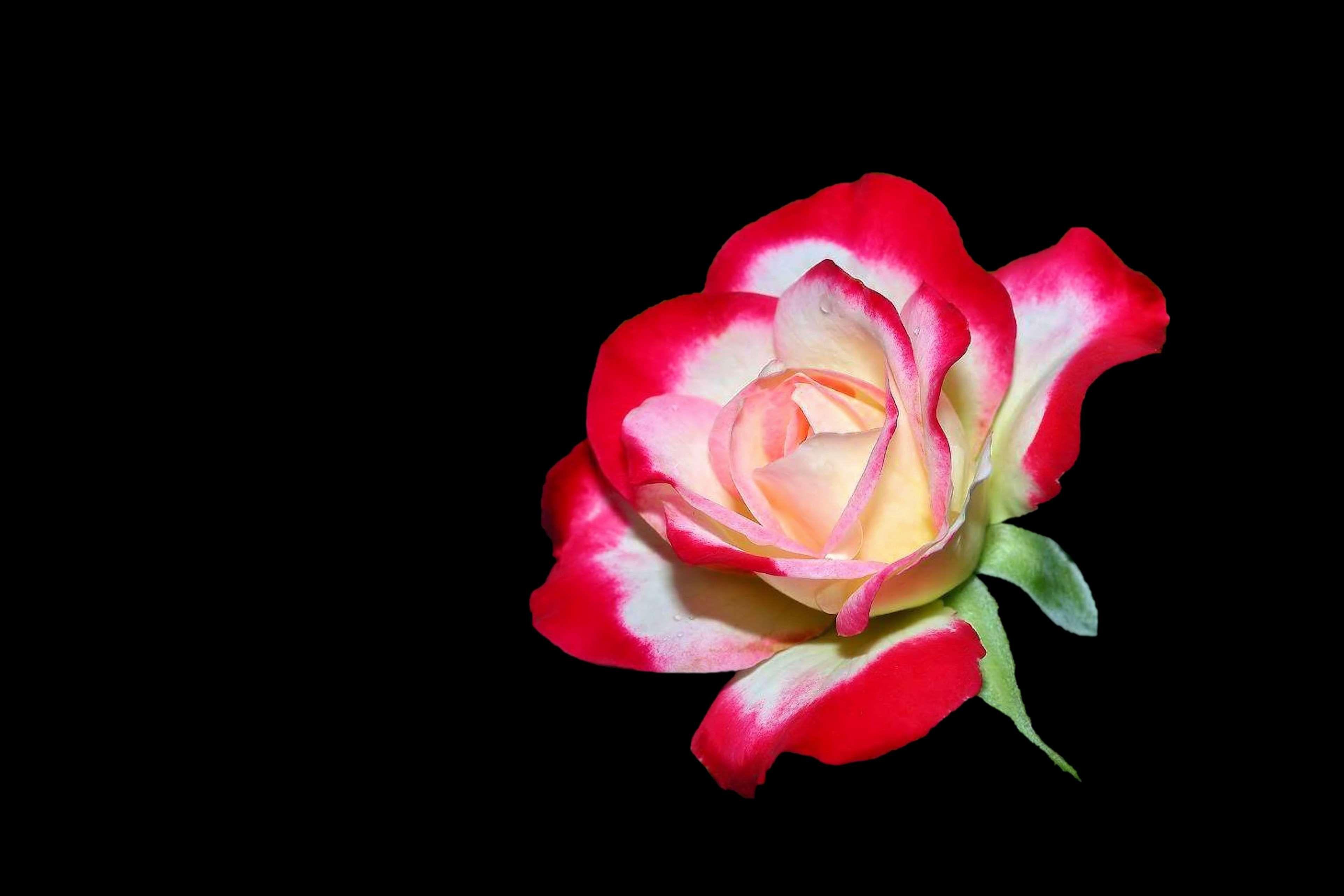 3840x2560 black background, bloom, blossom, flower, red white, rose 4k wallpaper. Mocah.org HD Wallpaper