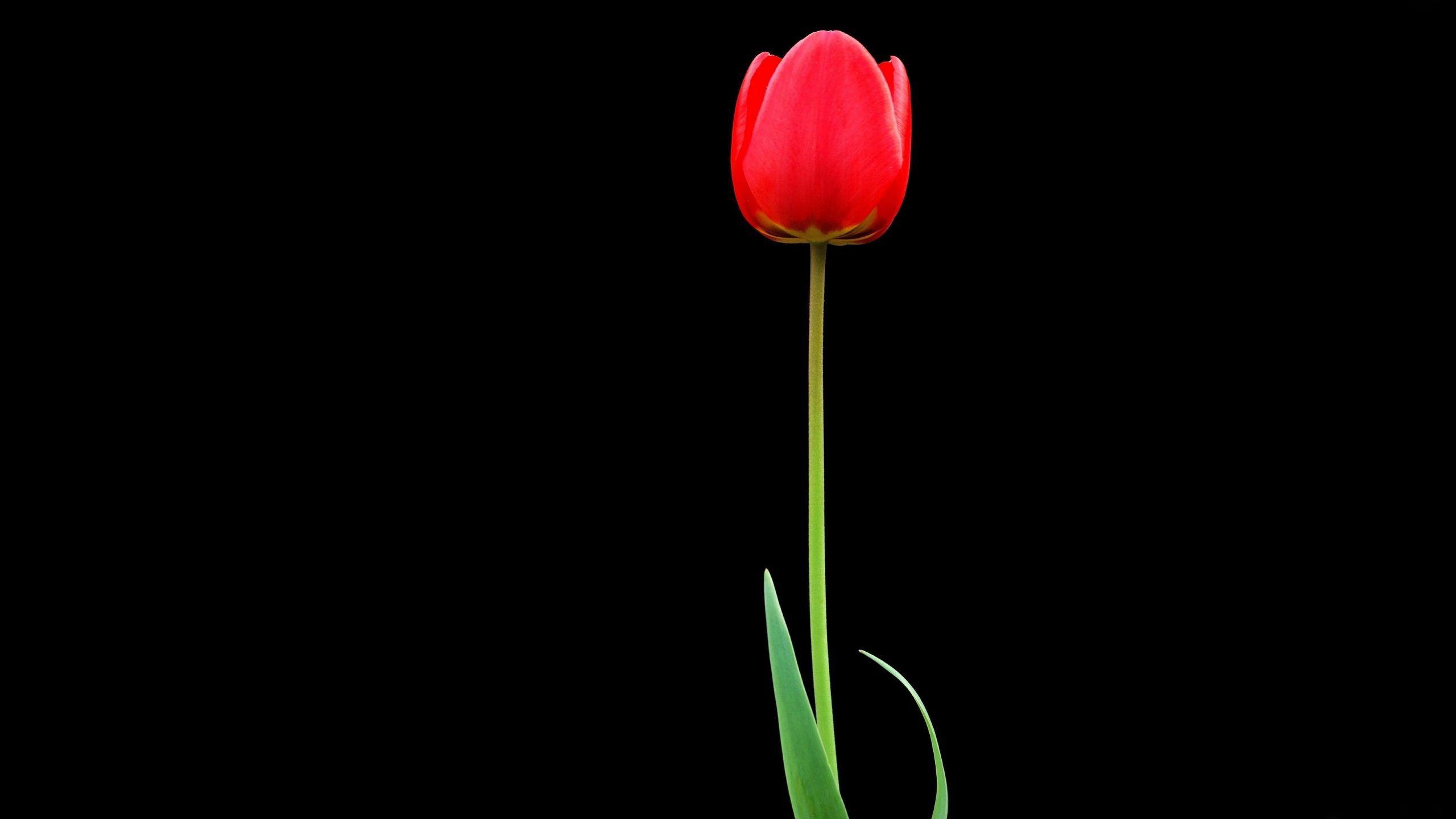 2560x1440 Download wallpaper 2560x1440 tulip, red, flower, one, black background widescreen 16:9 HD background