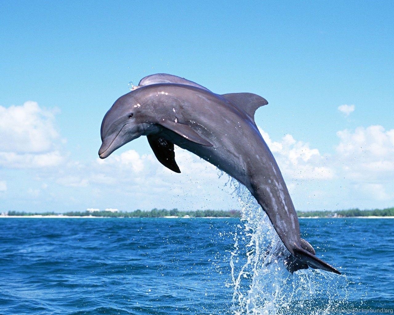 HD wallpaper: Dolphins-summer-sea-gulls-palm-Desktop-Wallpaper-HD-for-mobile-phones-and-laptops-2560×1440  | Wallpaper Flare