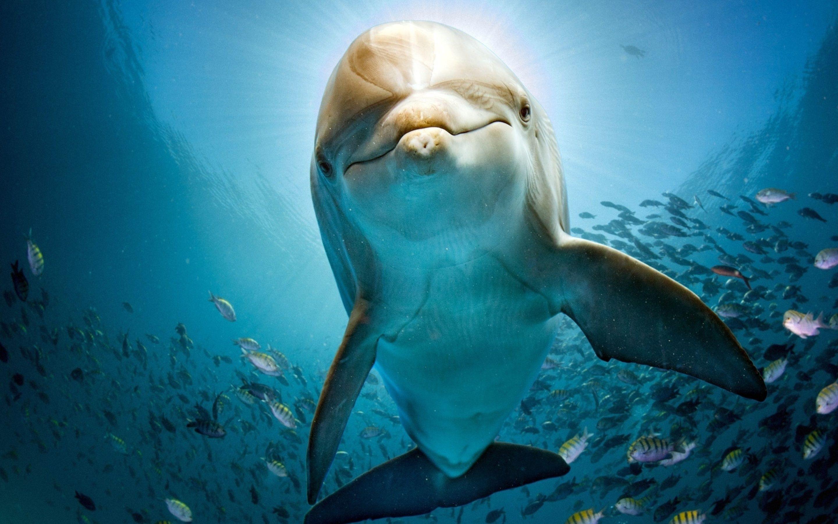 2880x1800 Dolphin HD Macbook Pro Retina HD 4k Wallpaper, Image, Background, Photo and Picture