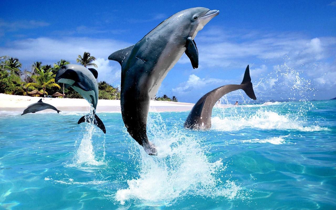1280x800 Dolphin HD Live Wallpaper for Android