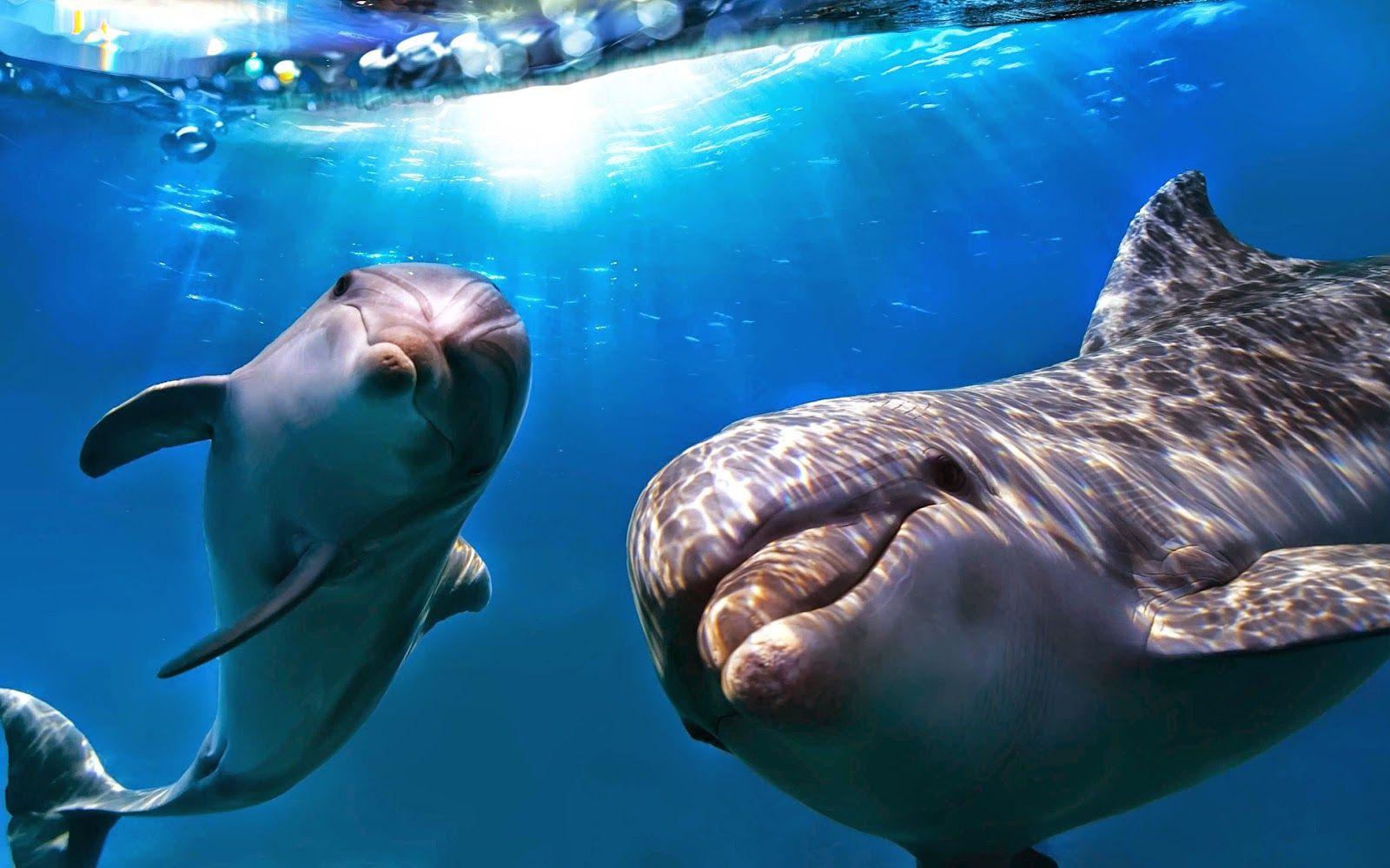1600x1000 Dolphin