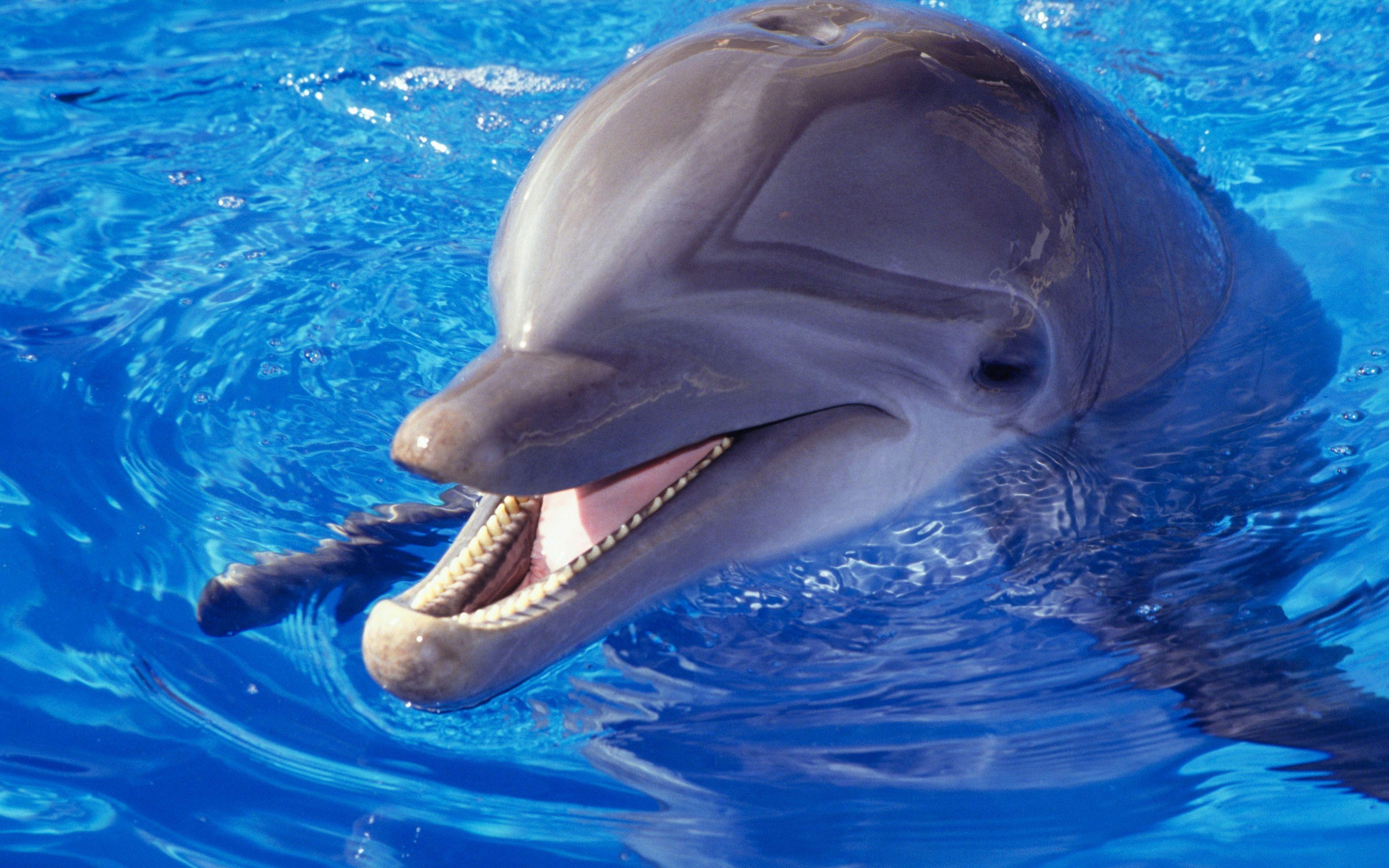 Dolphin HD Wallpapers - Top Free Dolphin HD Backgrounds - WallpaperAccess