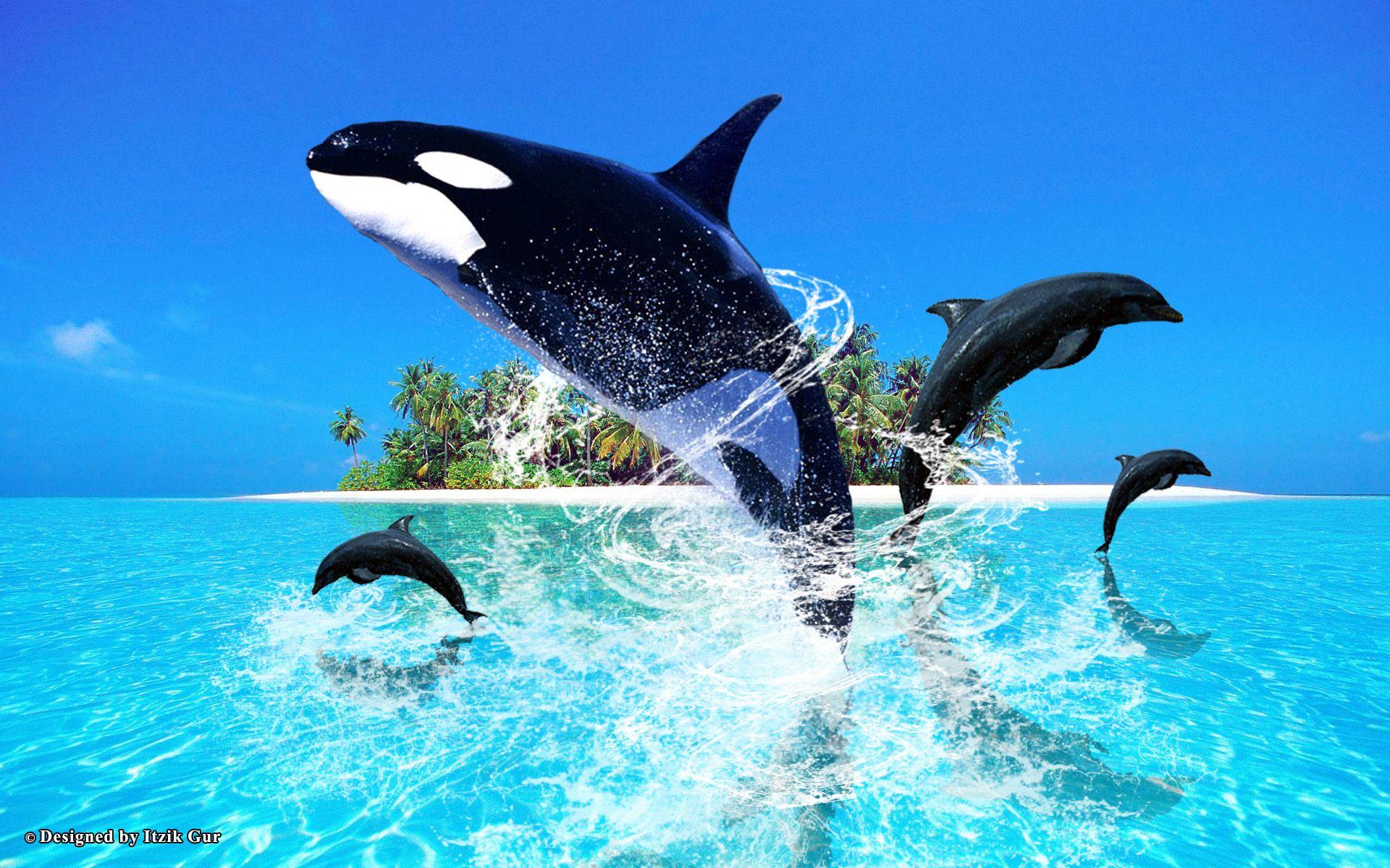 1920x1200 Free download Dolphin Wallpaper HD Picture One HD Wallpaper Picture [1920x1200] for your Desktop, Mobile & Tablet. Explore Free Dolphin Wallpaper. Free Live