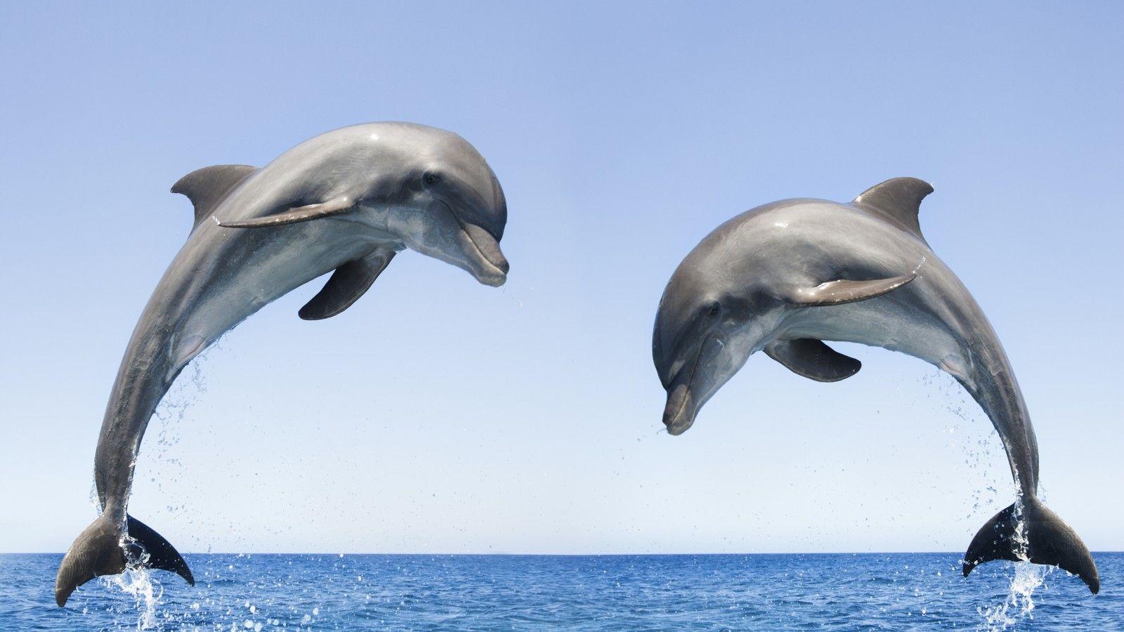 1600x900 Bottlenose Dolphin HD Desktop Wallpaper 27674