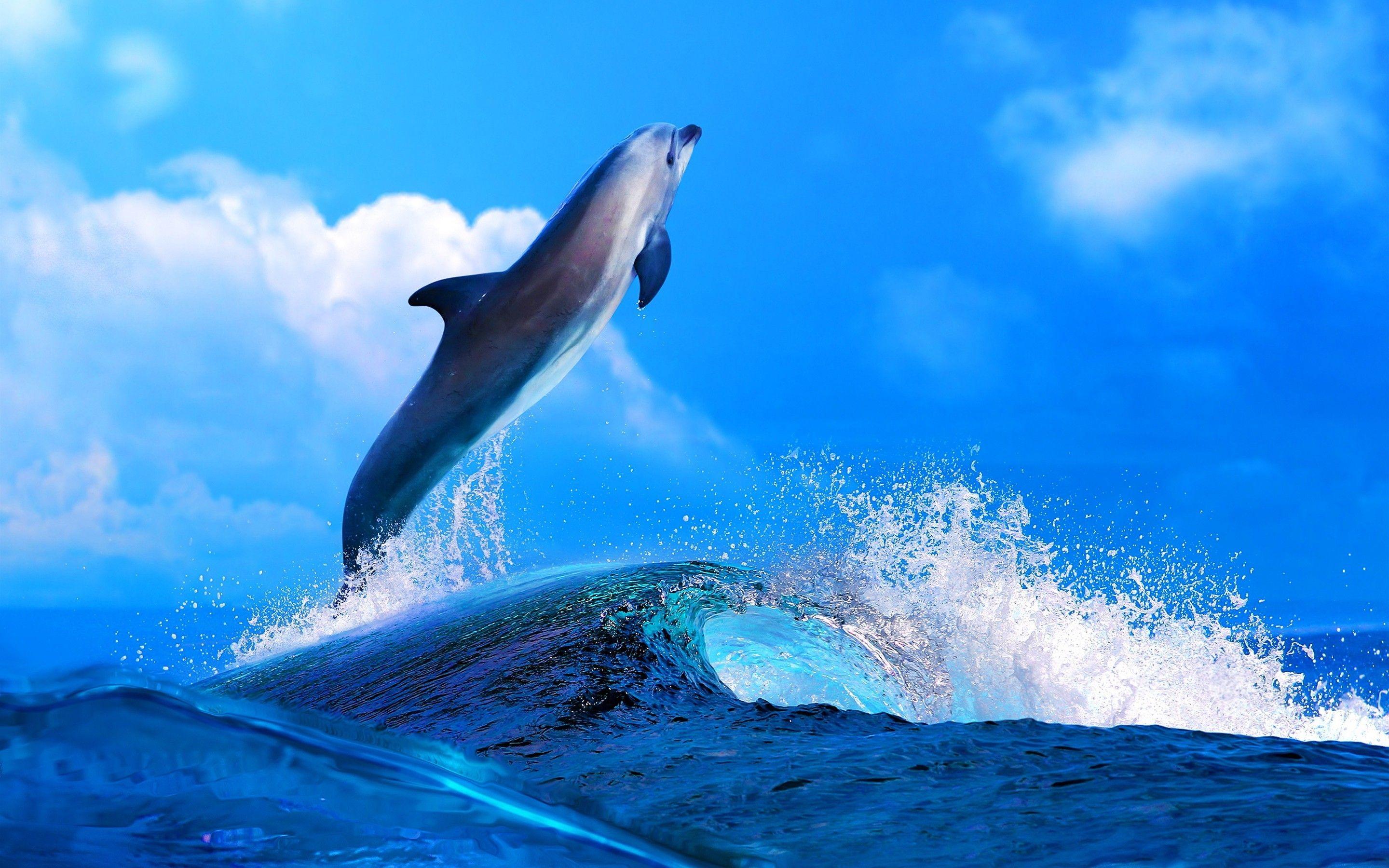 2880x1800 Dolphin Desktop Wallpaper