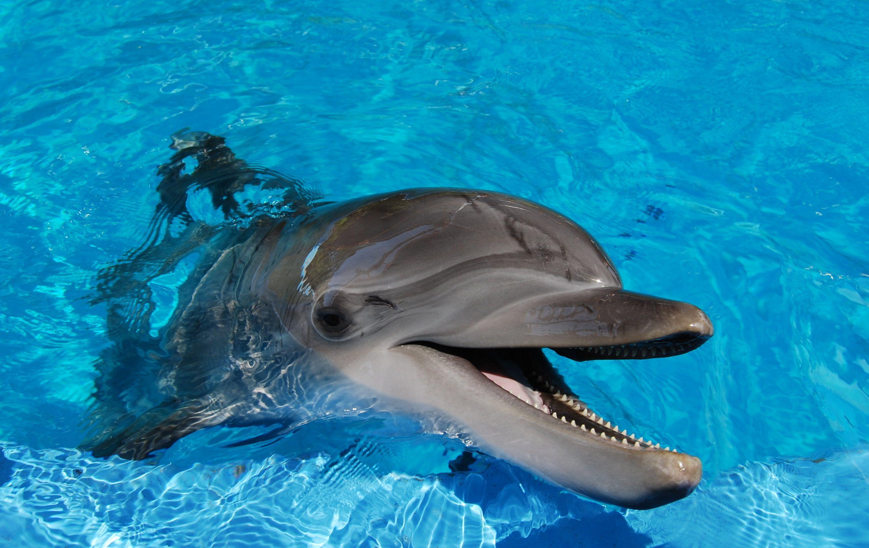 3020x1905 Free Dolphin Hd Wallpaper