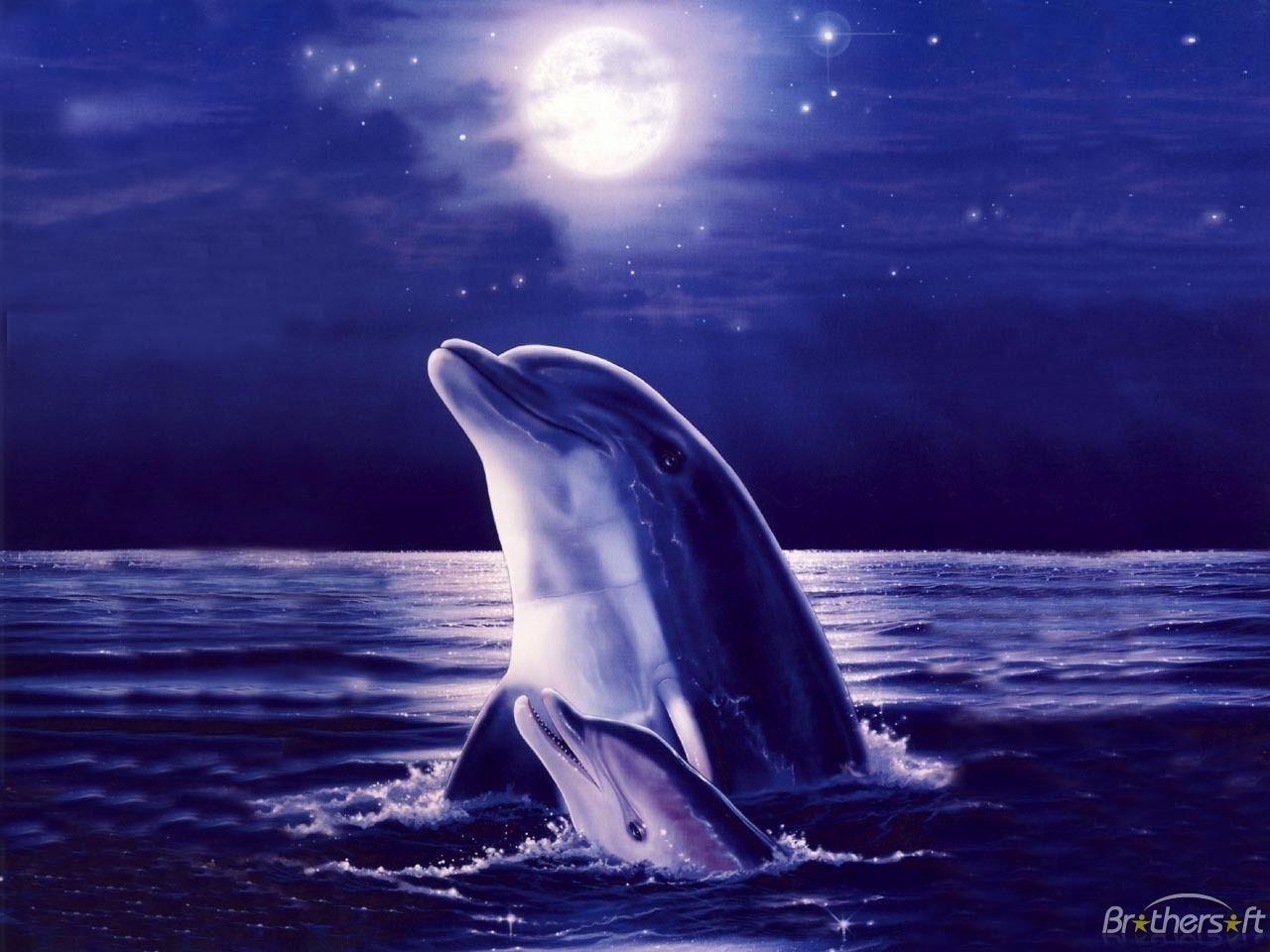1280x960 Smartest Animal Dolphin HD Desktop Wallpaper Collection
