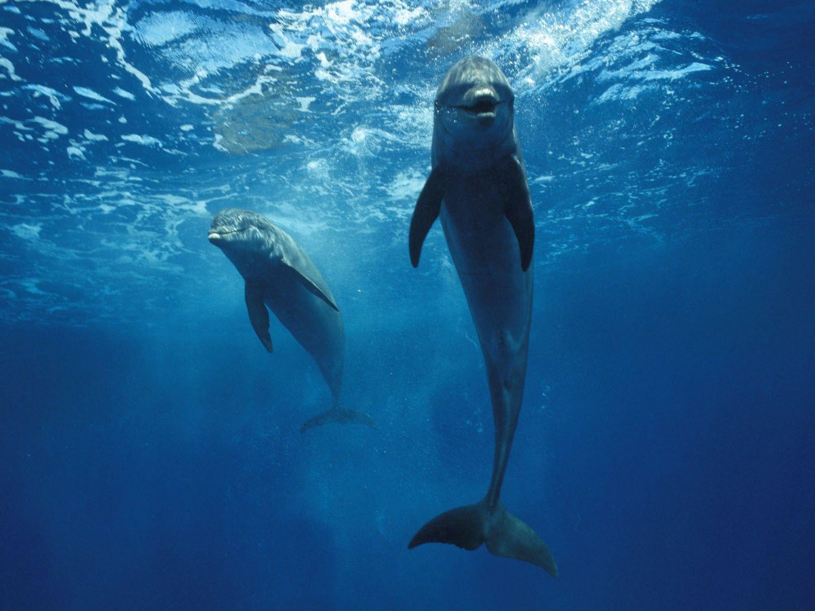1600x1200 Dolphin Wallpaper 4561 1600x1200px