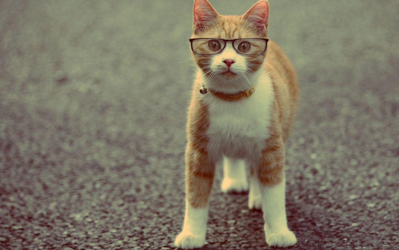 1280x804 Cat Wearing Glasses wallpaper. Cat Wearing Glasses