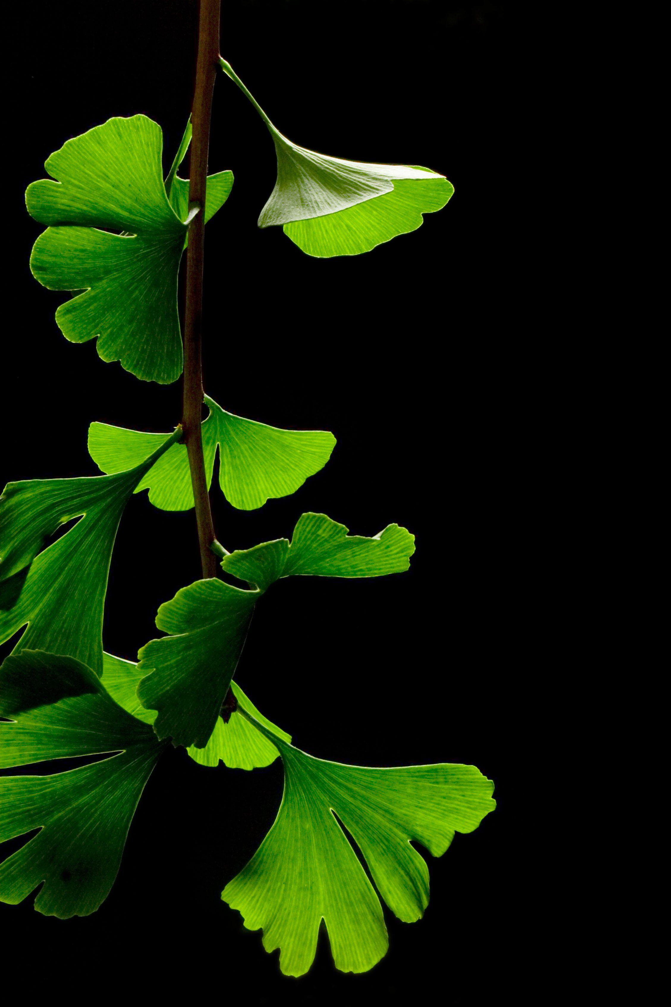 2257x3385 AMOLED Wallpaper