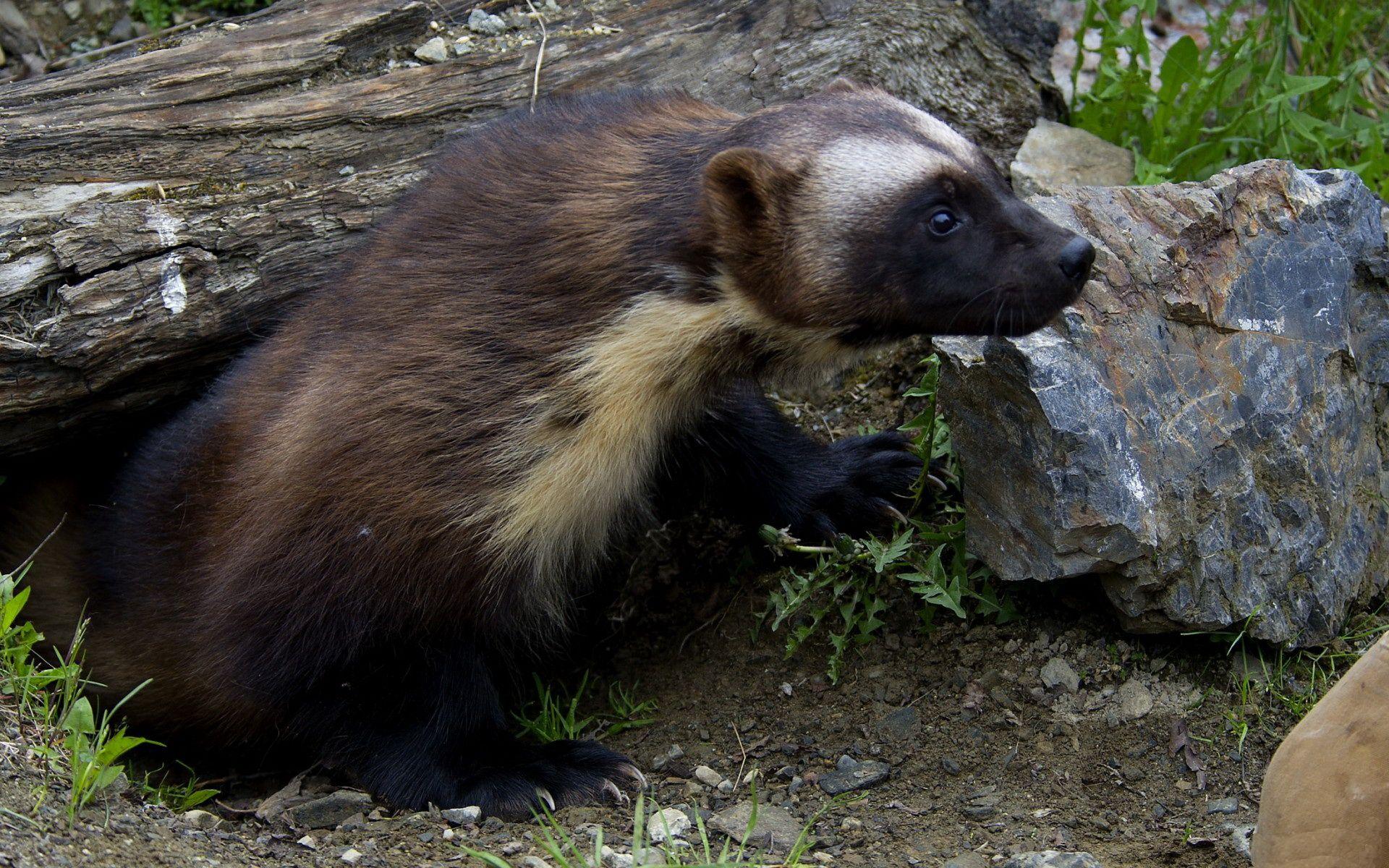 1920x1200 Wolverine Animal Wallpaper