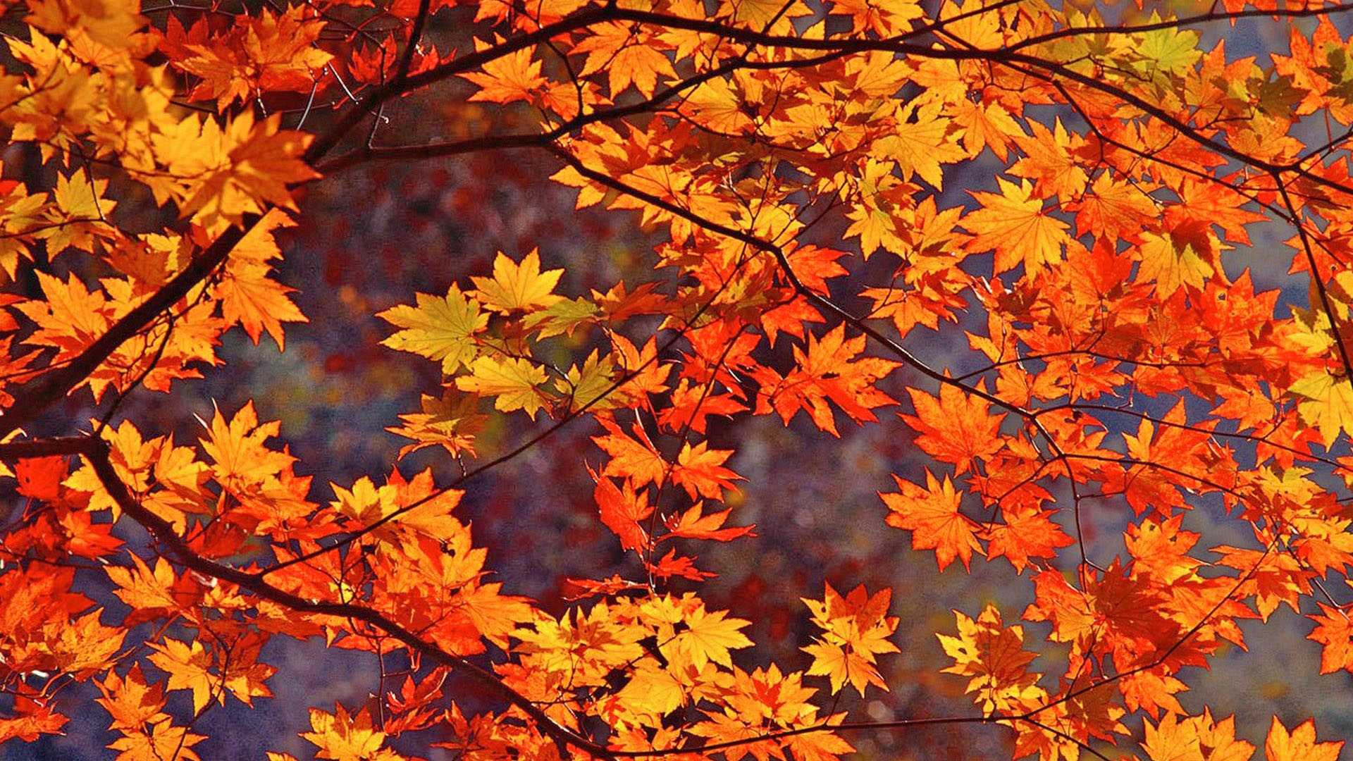 1920x1080 Autumn Leaves Wallpaper Màn hình rộng Full HD Pics cho iPhone Fall
