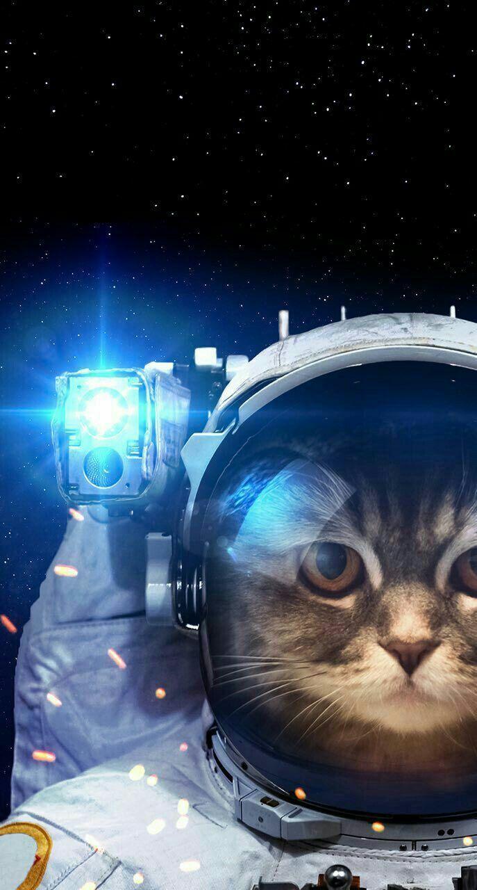 687x1280 Space kitty. Space cat, Cat portraits, Astronaut cat