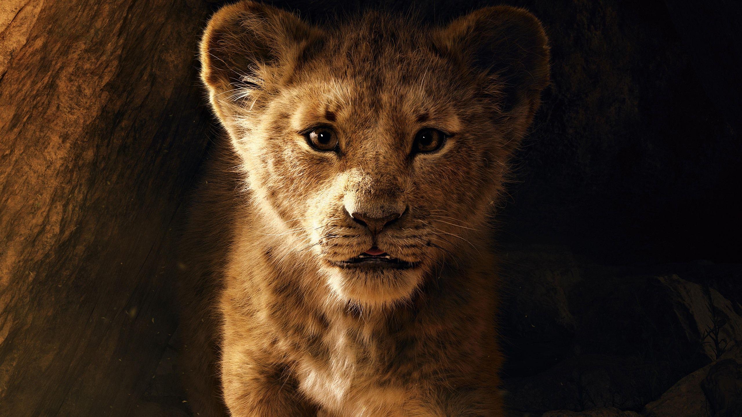 2560x1440 Wallpaper The Lion King lion cub 5120x2880 UHD 5K Picture, Image