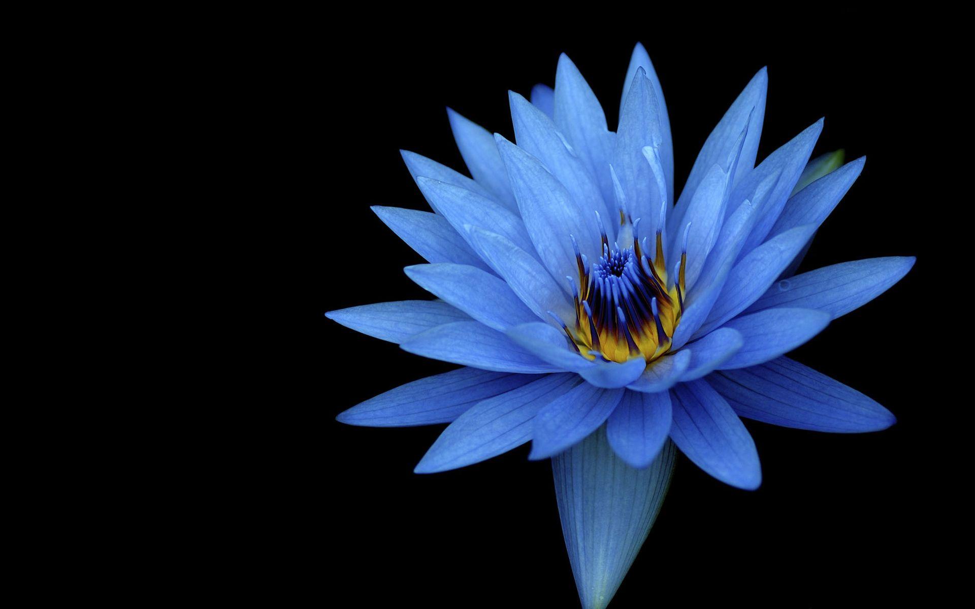 1920x1200 Sony Xperia Z Stock Blue Flower Wallpaper