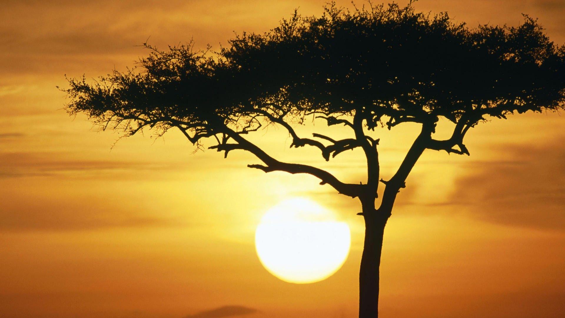 1920x1080 Kenya, masai, mara, wildebeests, sunrise, blue, wallpaper, art