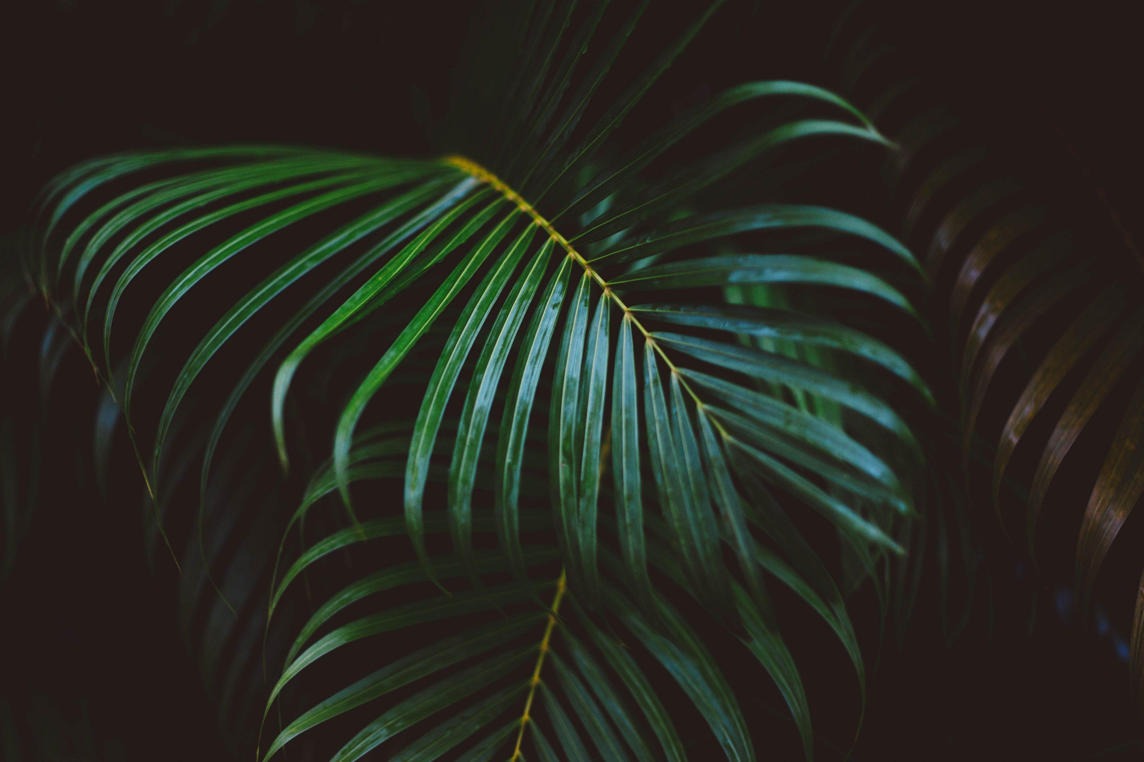 3840x2560 Wallpaper / leaf plant palm tree and palm HD 4k wallpaper