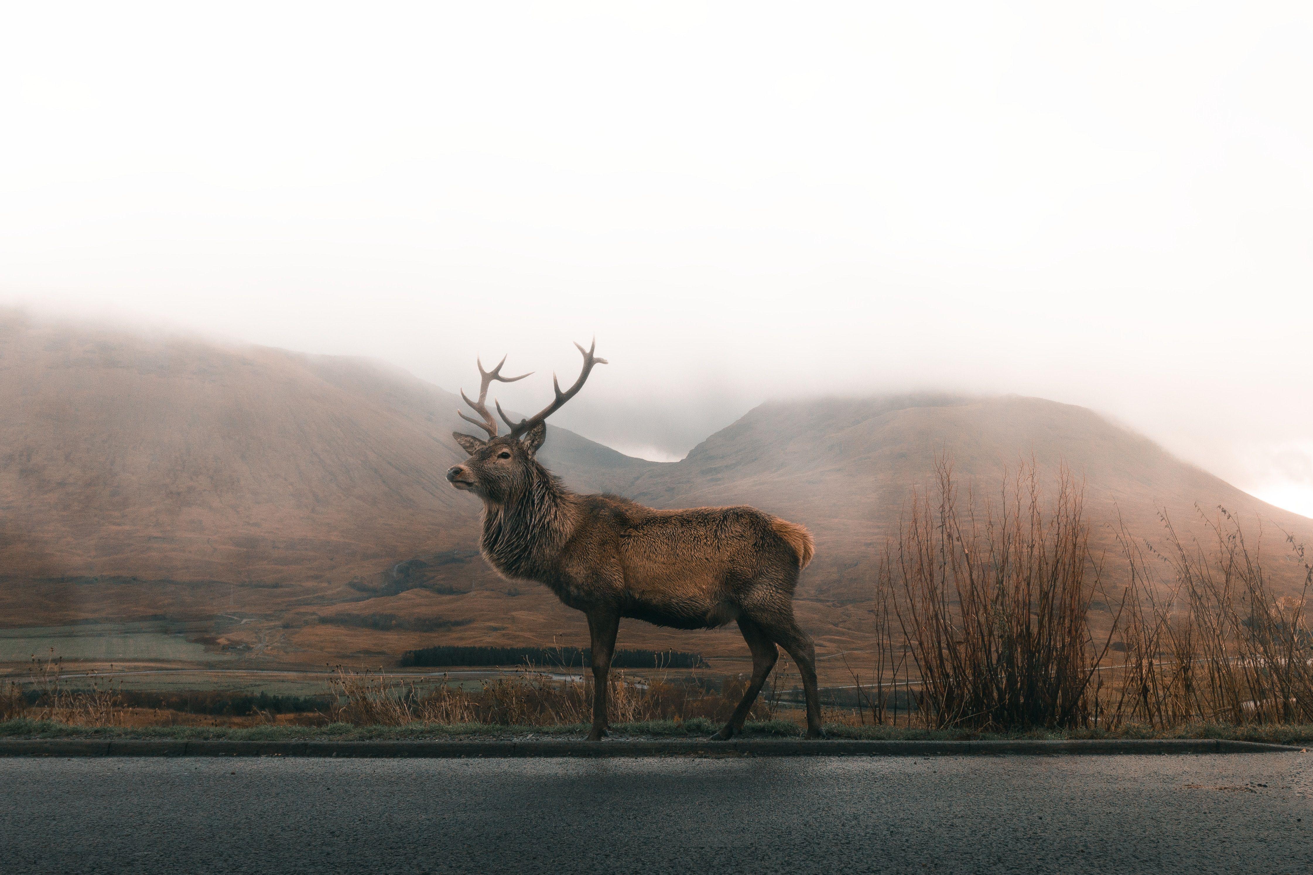 4484x2989 4484x2989 wallpaper, road, bull, animal, wildlife, HD