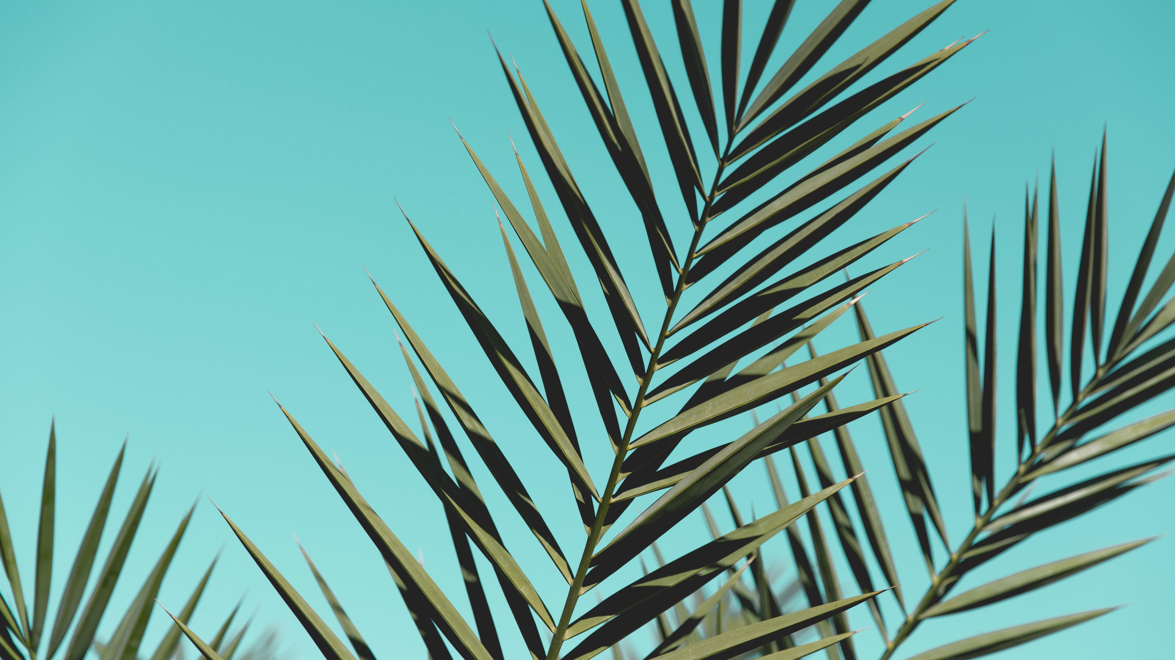 Palm Leaves Desktop Wallpapers - Top Free Palm Leaves Desktop ...