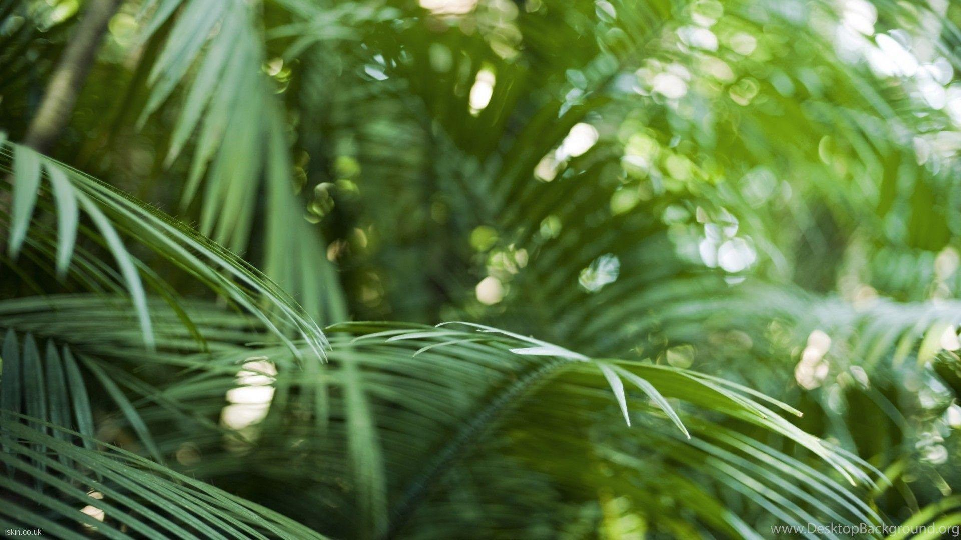 1920x1080 Palm Leaves Desktop Wallpaper