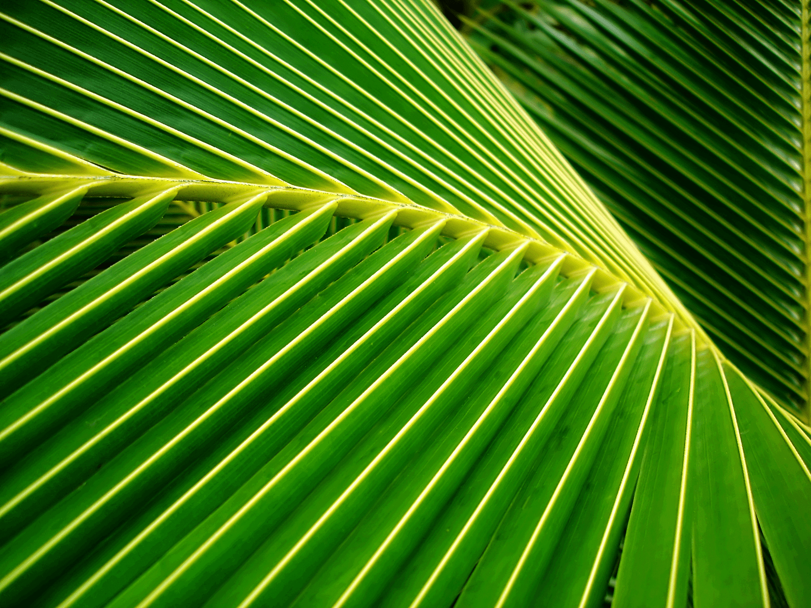 Coconut Leaf Wallpapers - Top Free Coconut Leaf Backgrounds -  WallpaperAccess
