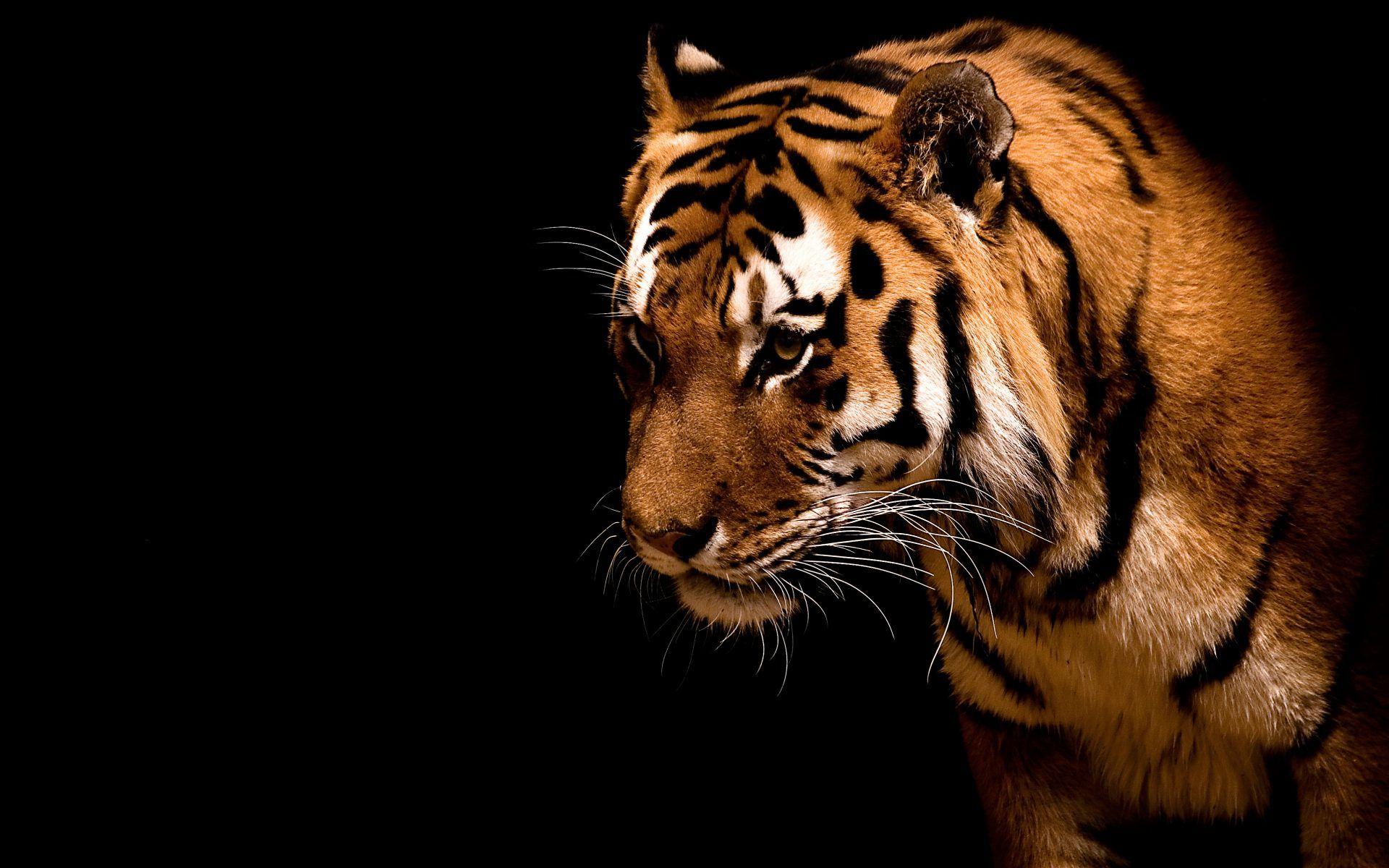 1920x1200 Free download HD wallpaper wild animal background
