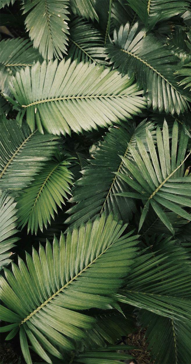 657x1253 Tropical Leaves, Botanicals, Leaf Phone Wallpaper