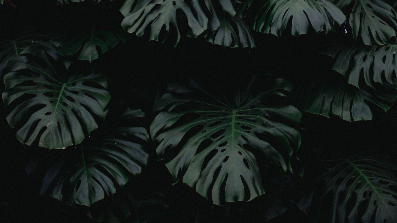 1366x768 leaf, green, dark, plant desktop PC and Mac wallpaper