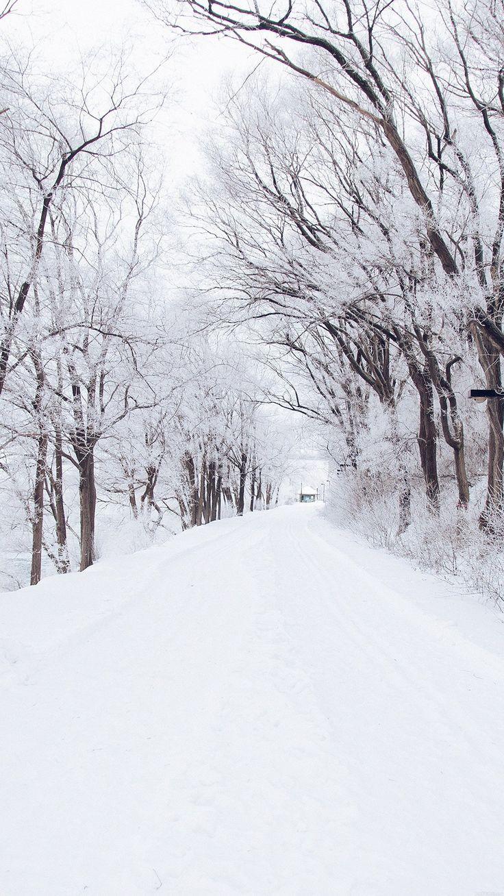 736x1308 Winter Forest Background Tumblr