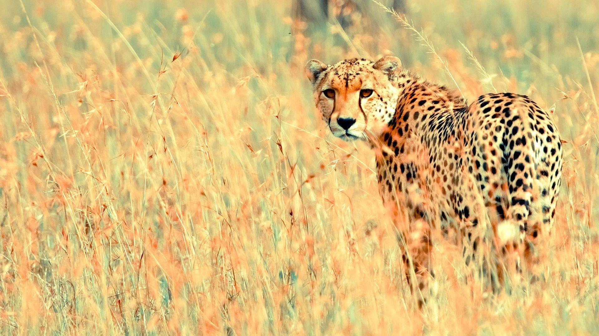 1920x1080 Veterinary Wallpaper. Veterinary Health
