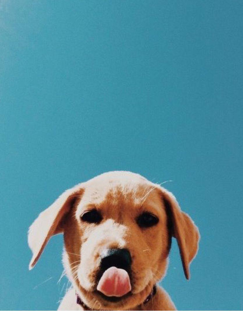 Tumblr Animal Wallpapers Top Free Tumblr Animal Backgrounds