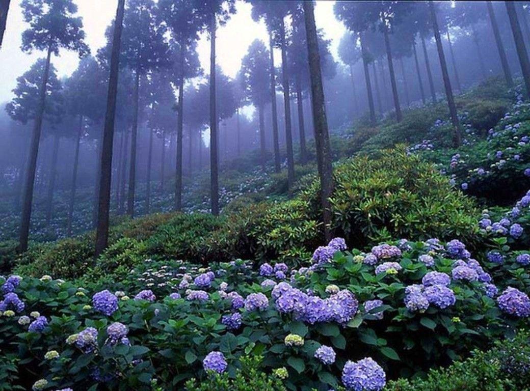 1040x768 Forest: Japanese Forest Flowers Lavender Wallpaper iPhone 5 for HD