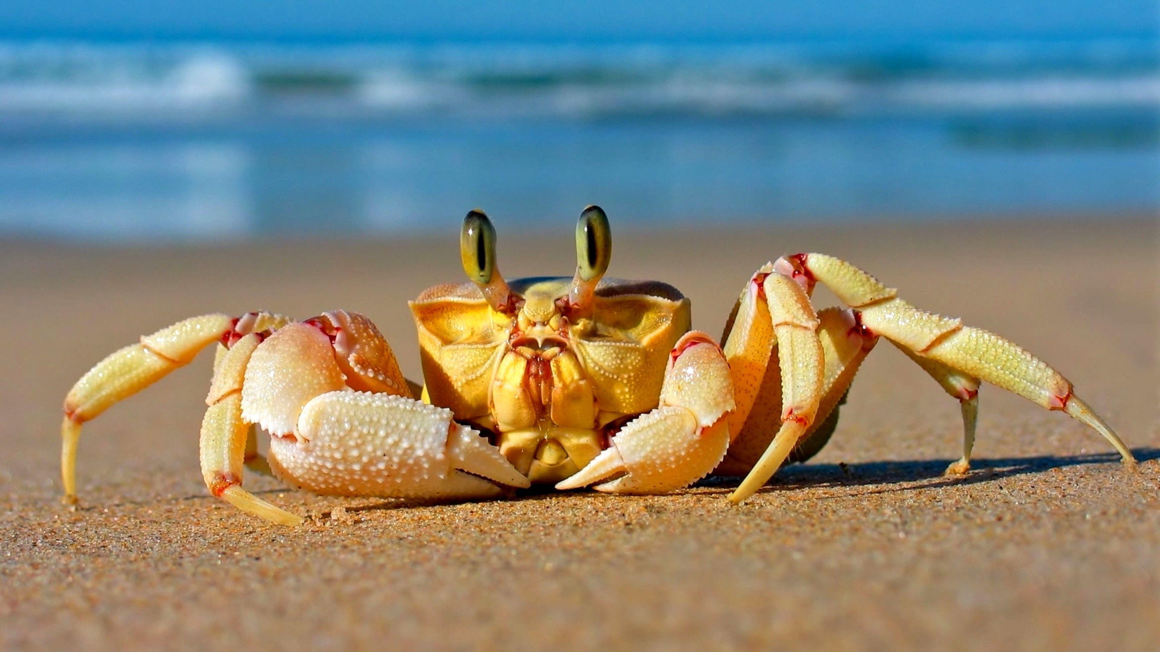 Unlock The Sand Crab Secret: Edible Or Not? - 70oyl68