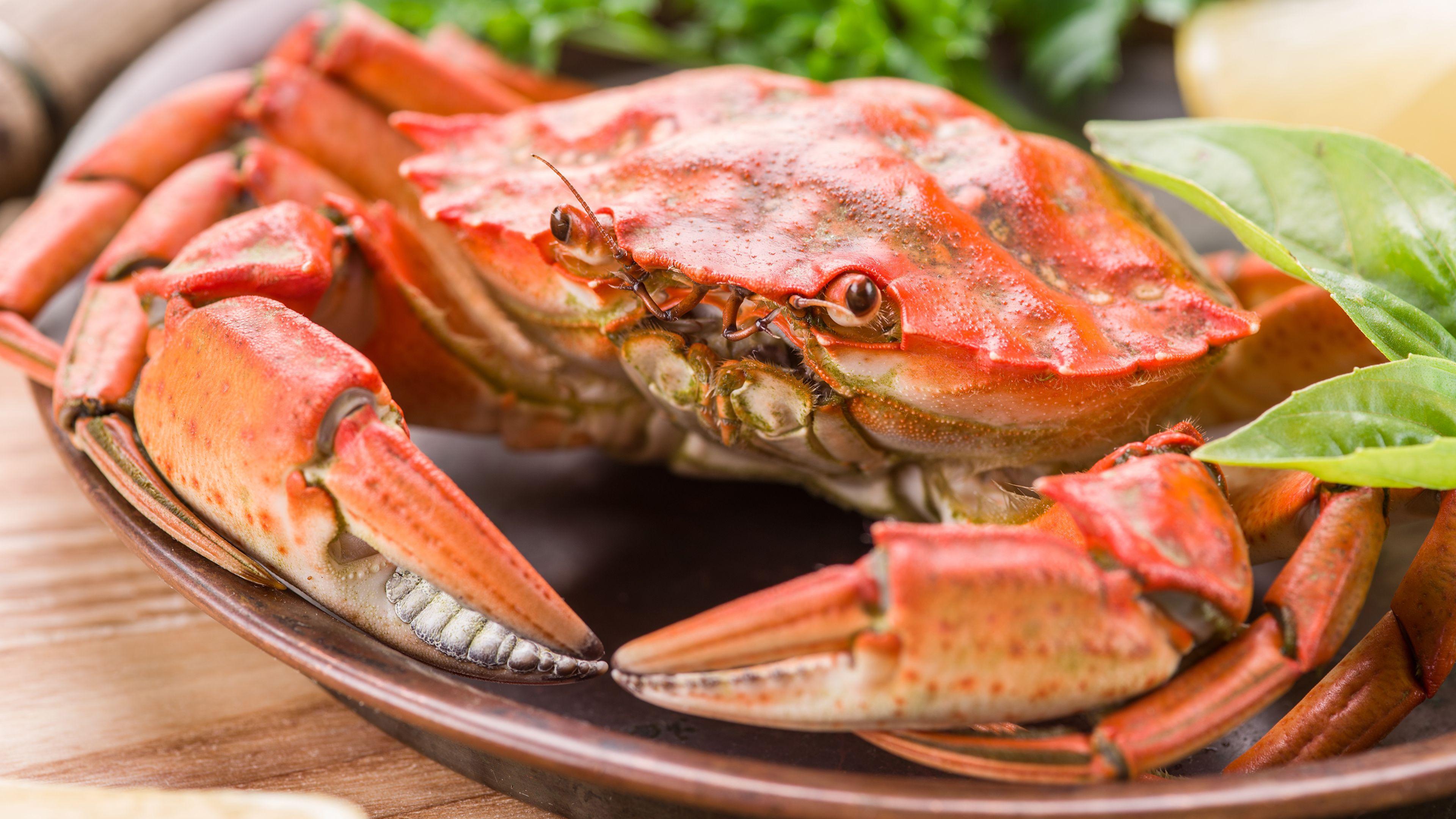 3840X2160 Crab Wallpapers - Top Free 3840X2160 Crab Backgrounds ...