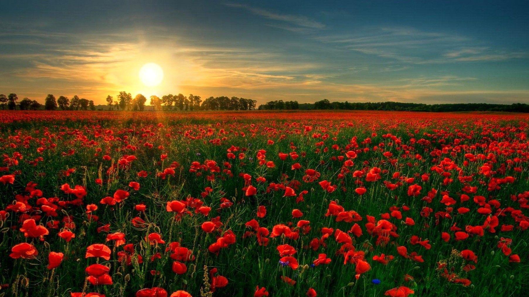 1805x1015 Red, Poppy, Garden, Flower Wallpaper, Nature Image, Plants, HD