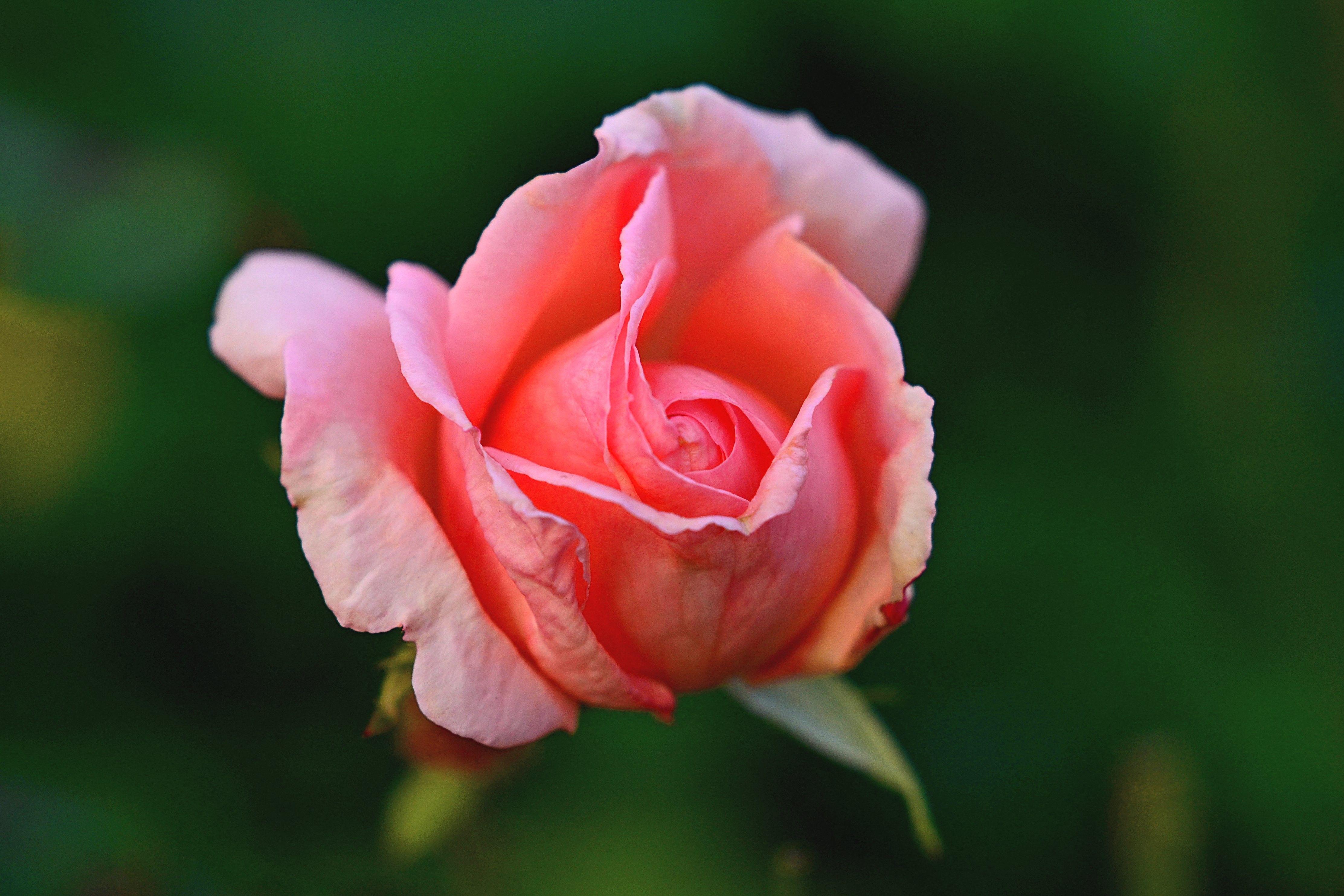 4450x2967 Flower, Desktop Background, free, Flower Wallpaper HD, Free, Bloom