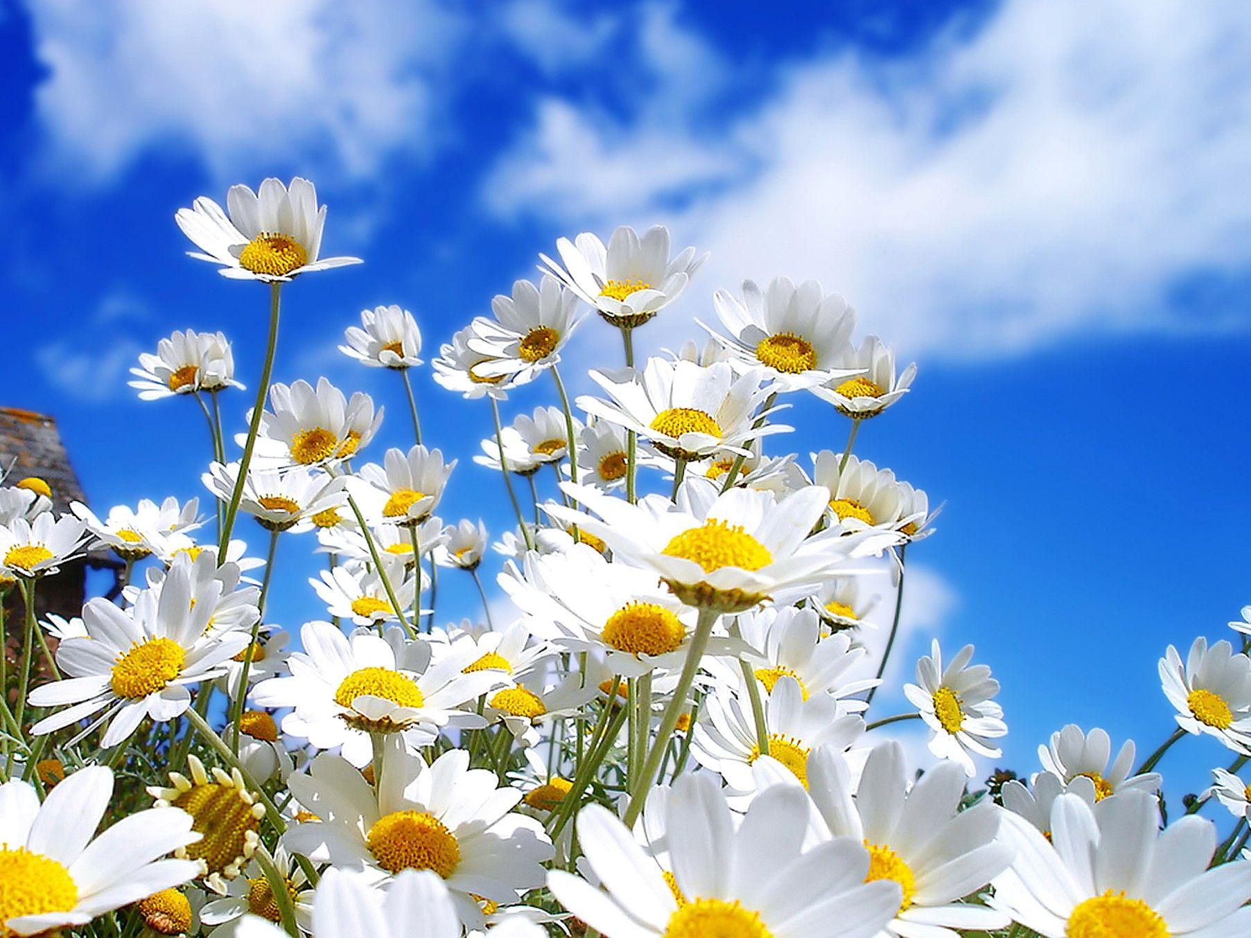 1805x1354 Chamomile, Flower Wallpaper, Nature Image, Plants, HD Flowers
