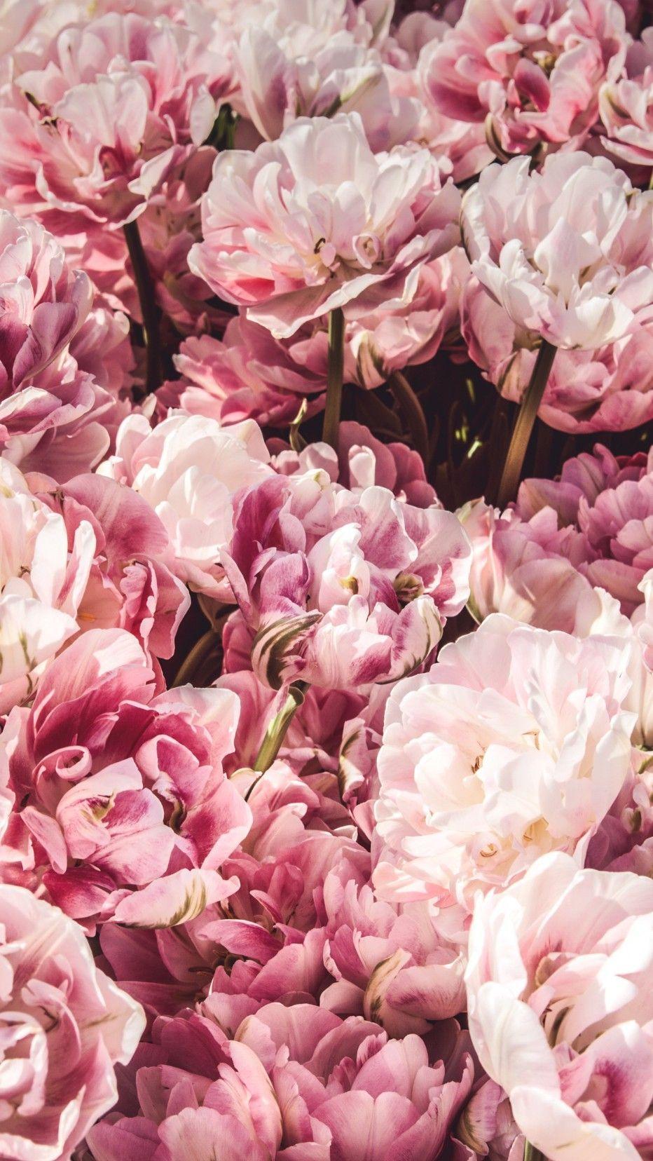 932x1656 stunning new flower wallpaper / background for your phone