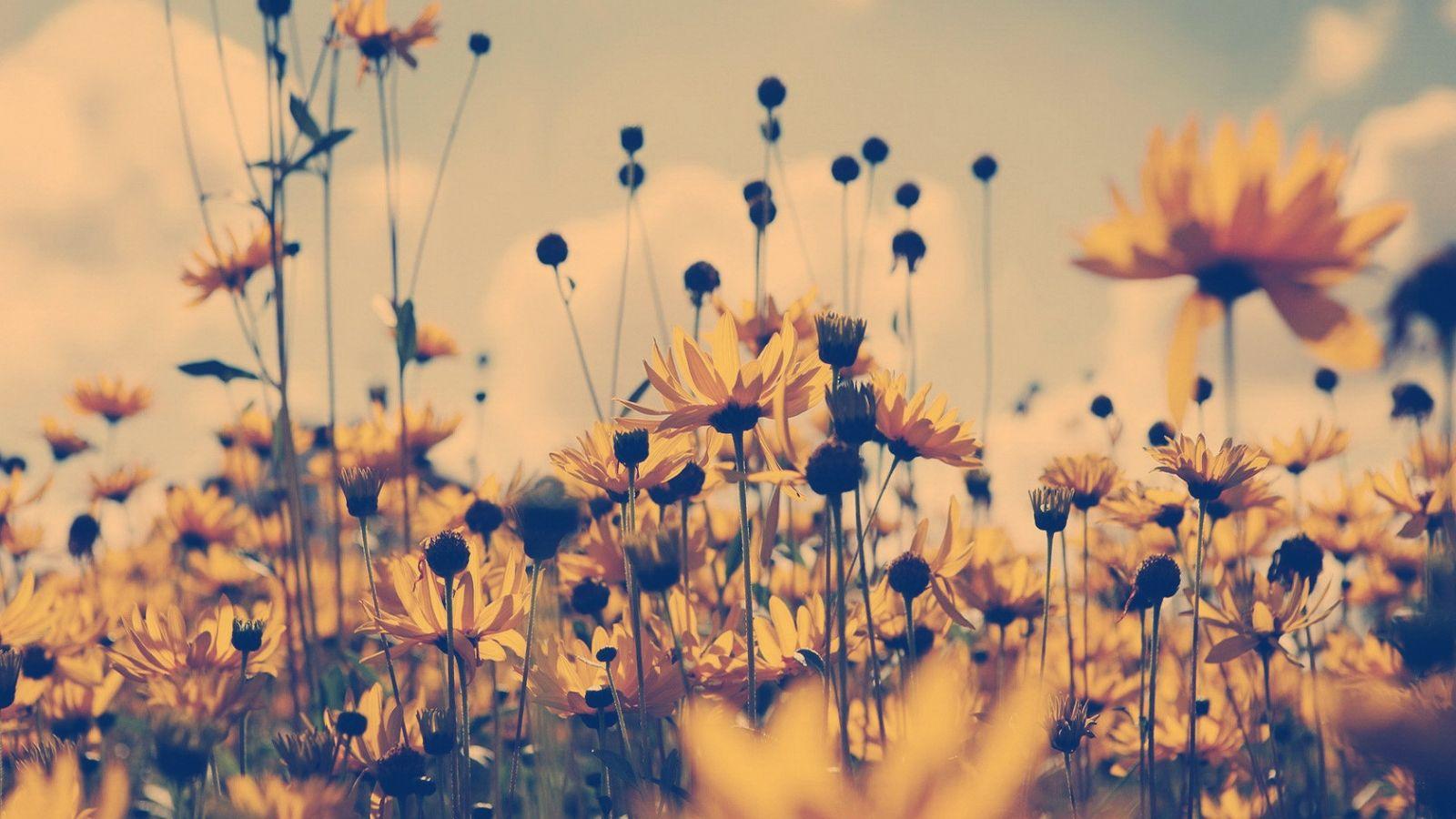 1600x900 Free download HD Nature Wallpaper Grass Flowers Organic Landscape