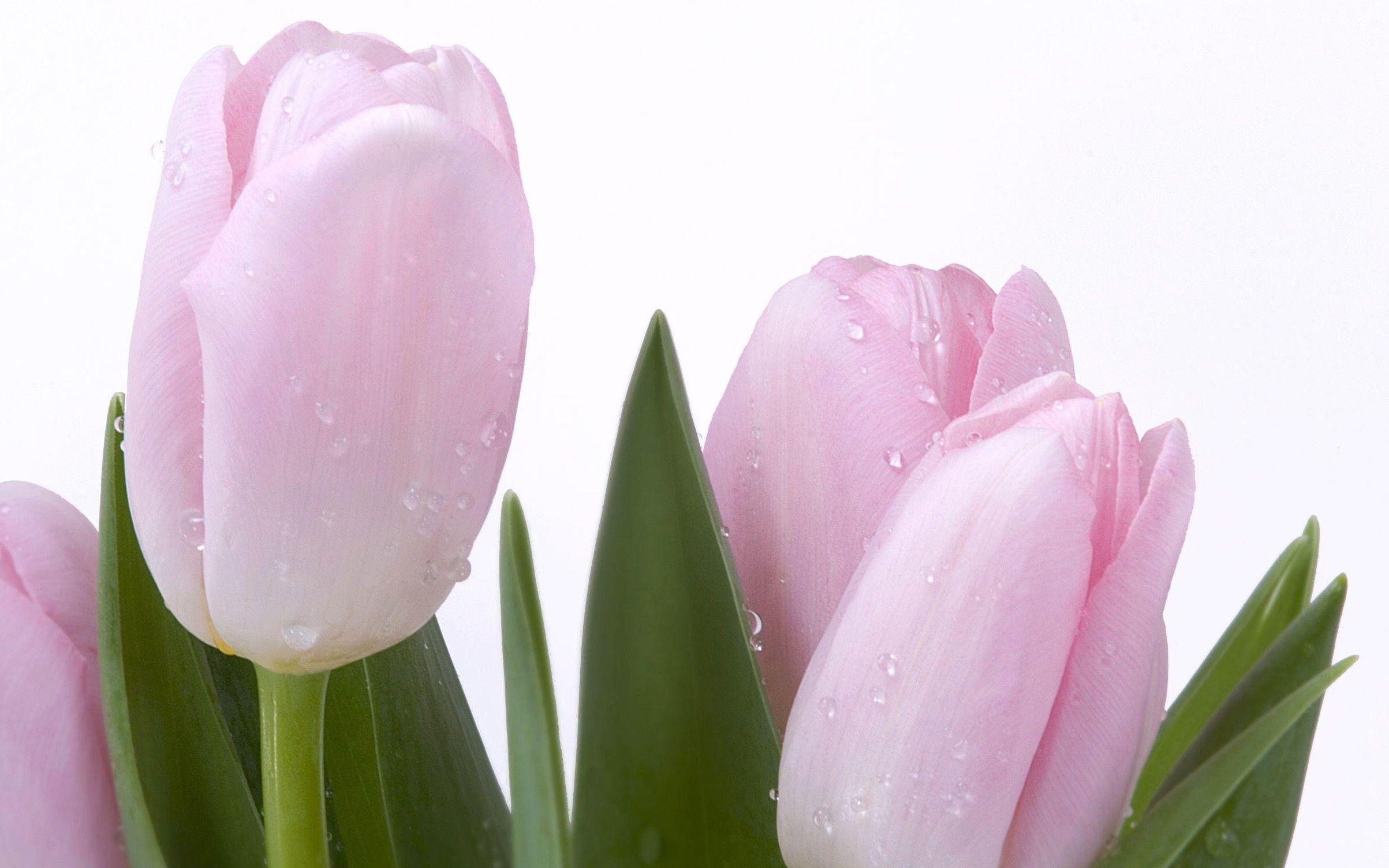 2406x1504 Fresh, Pink, Tulips, Flower Wallpaper, Nature Image, Plants, HD