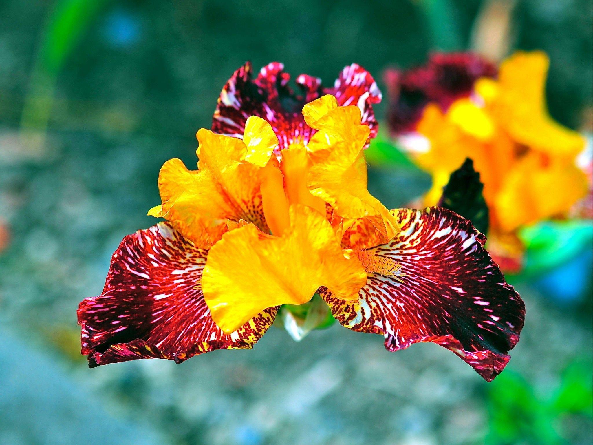 2048x1536 Beautiful Flower Wallpaper Desktop