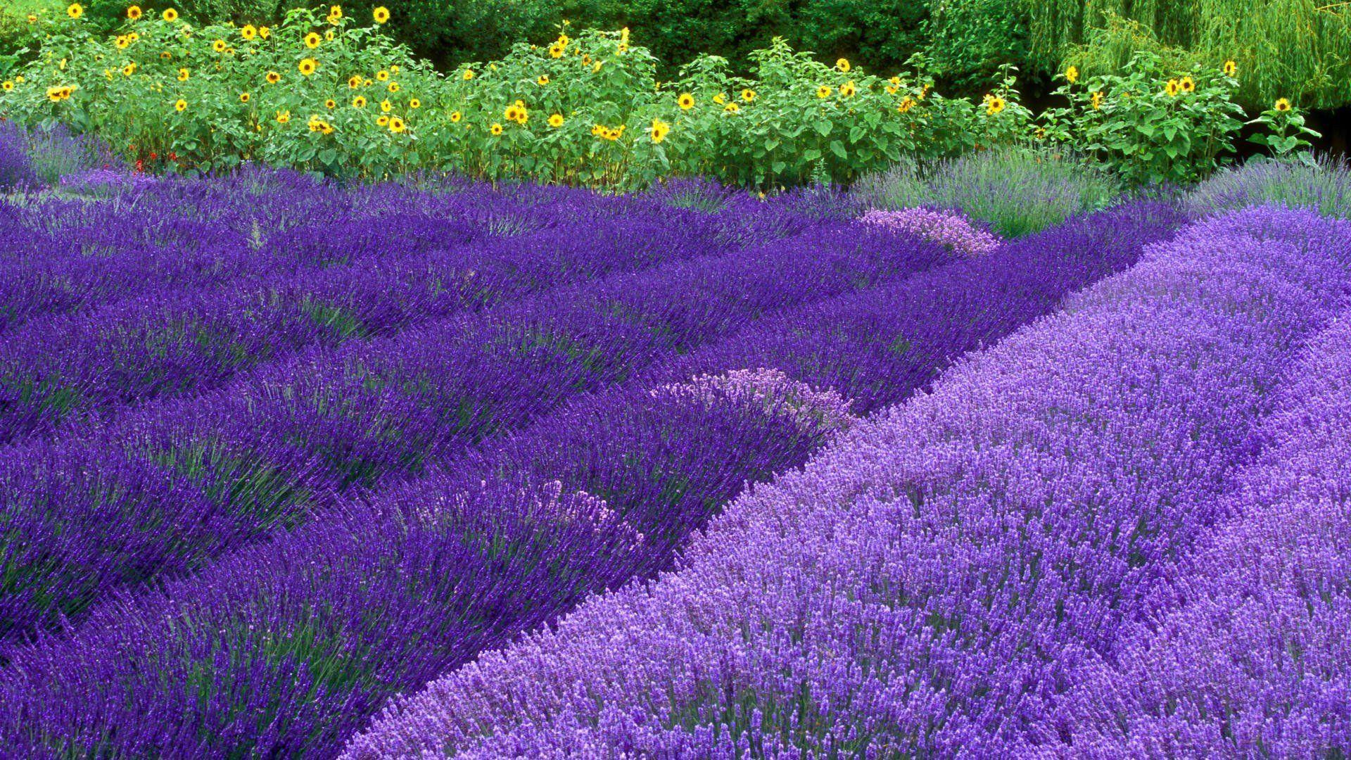 1920x1080 Flowers lavender Washington farm purple flowers wallpaper