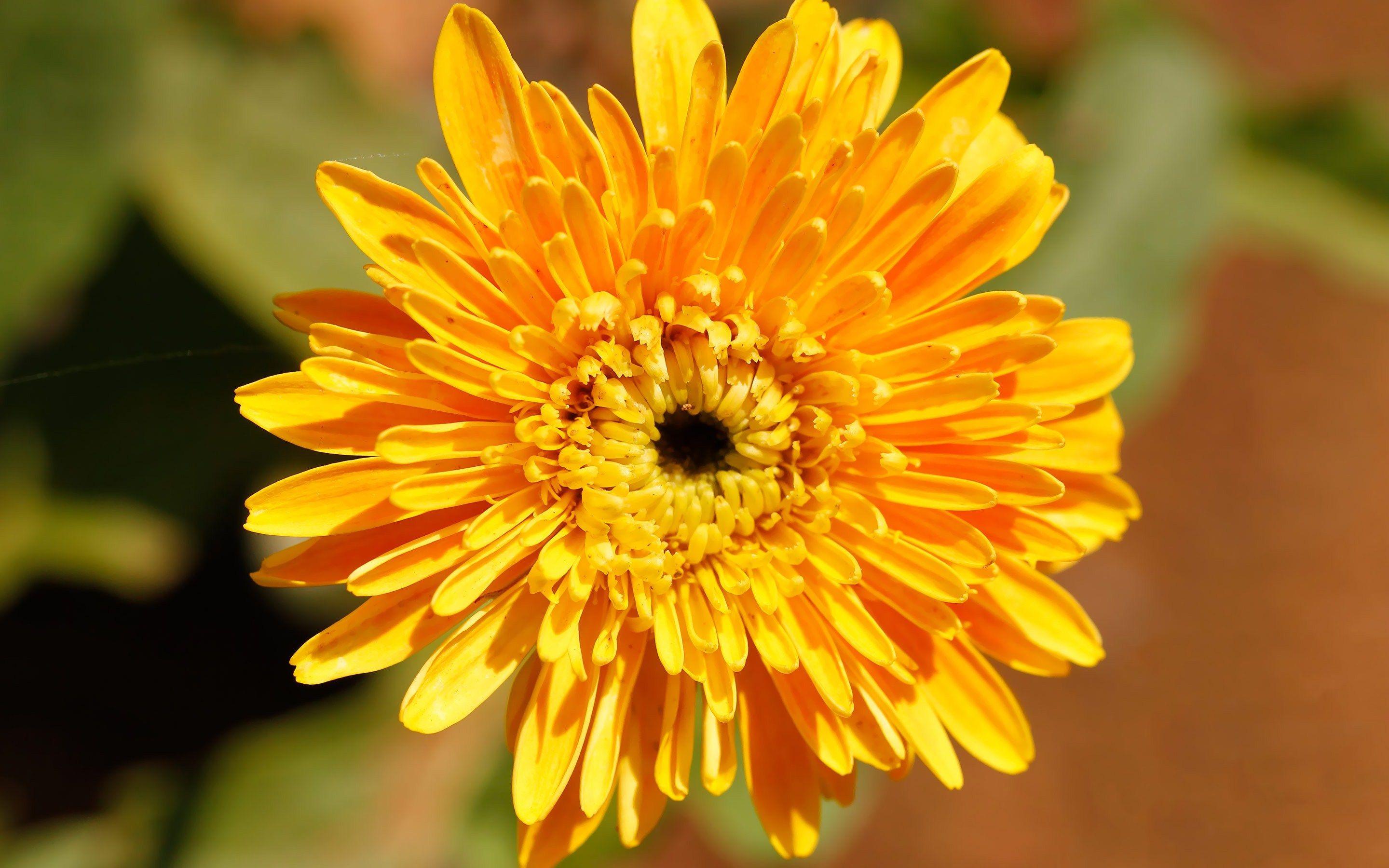 2880x1800 Chrysanthemum HD Wallpaper