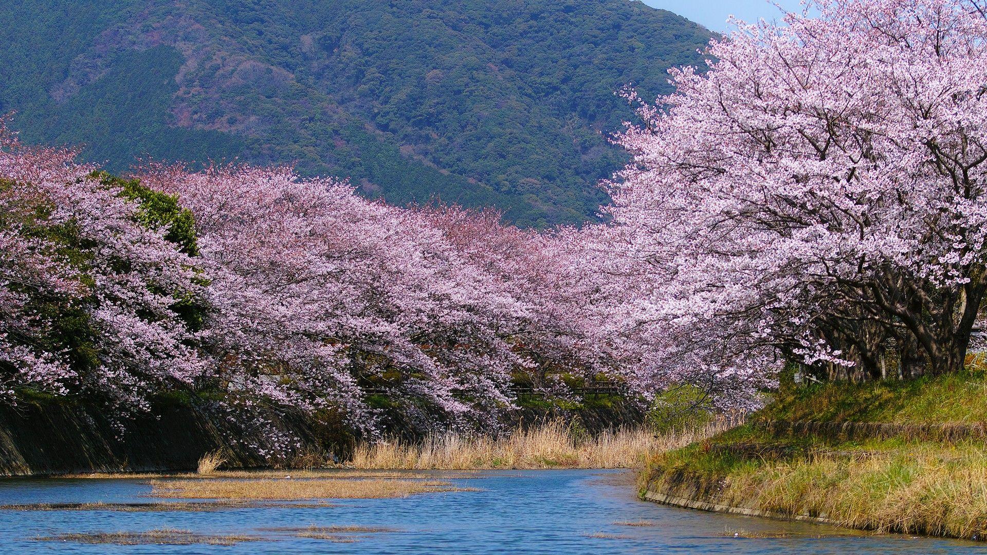 Japanese Forest Wallpaper