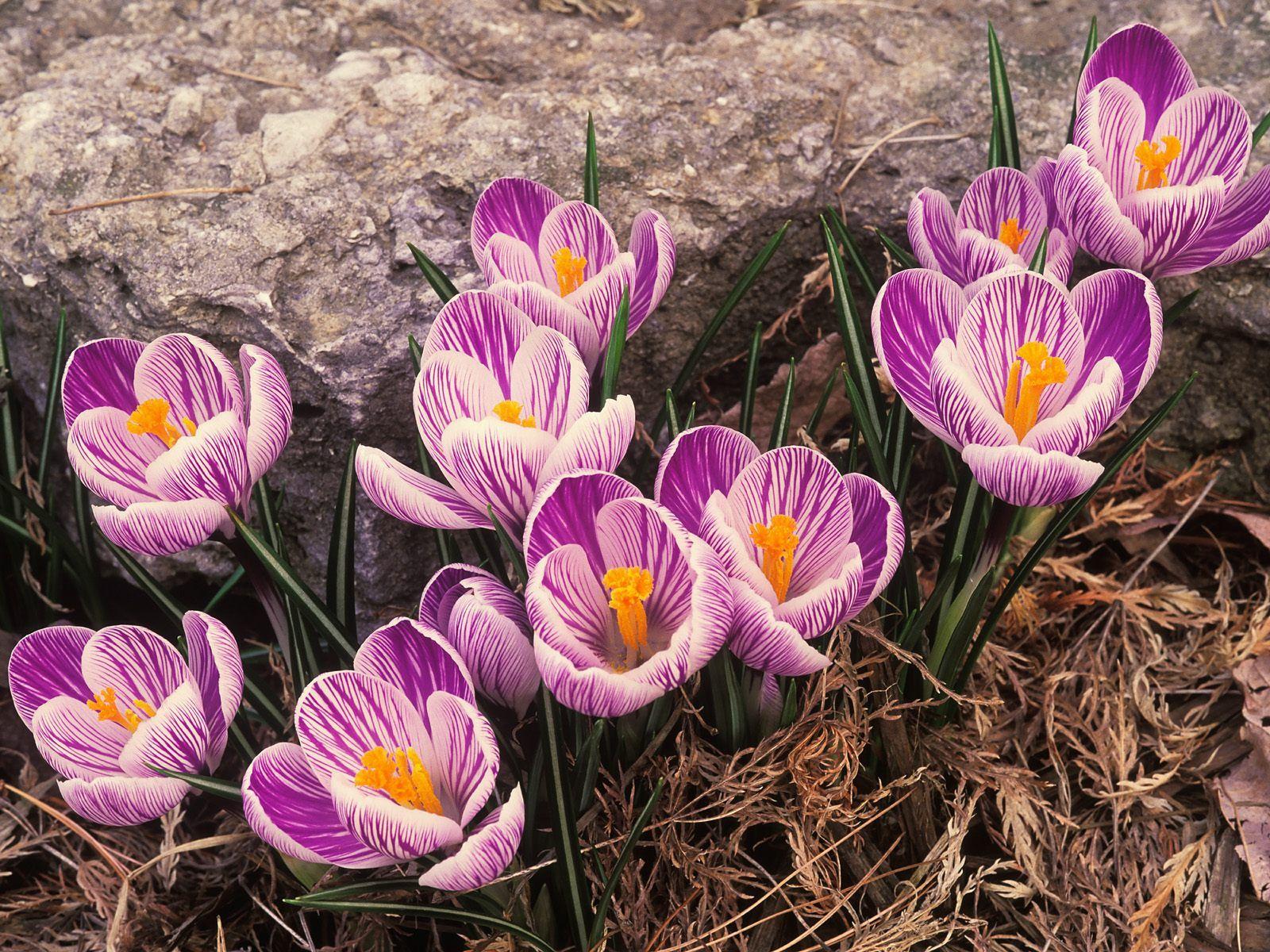 1600x1200 Flowers photo 21237